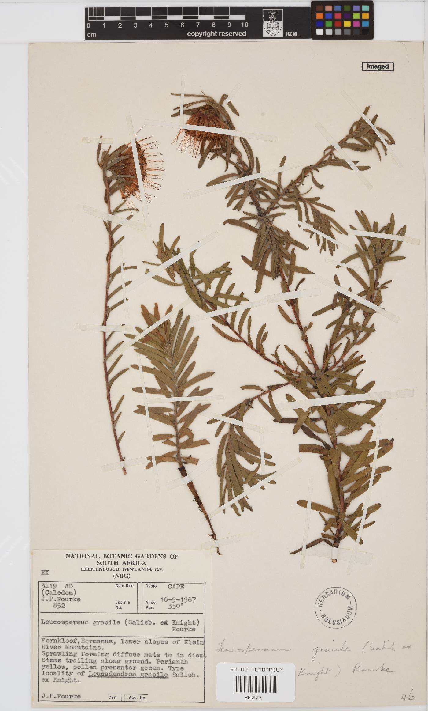 Leucospermum gracile image