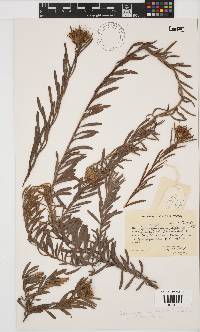 Image of Leucospermum saxatile