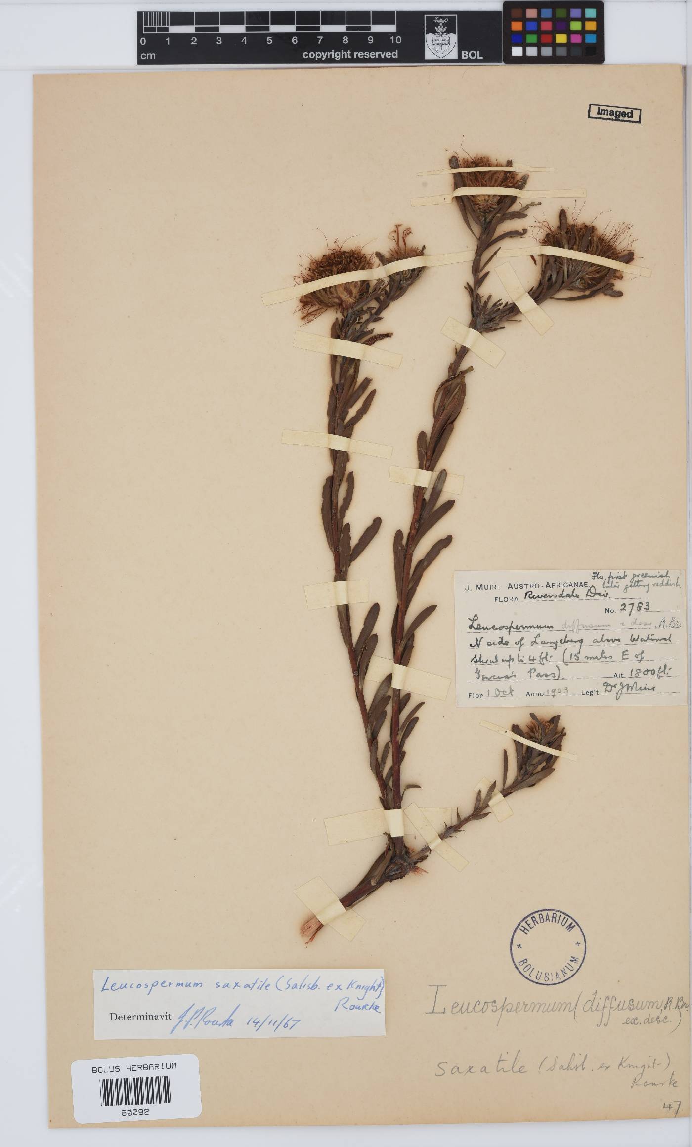 Leucospermum saxatile image