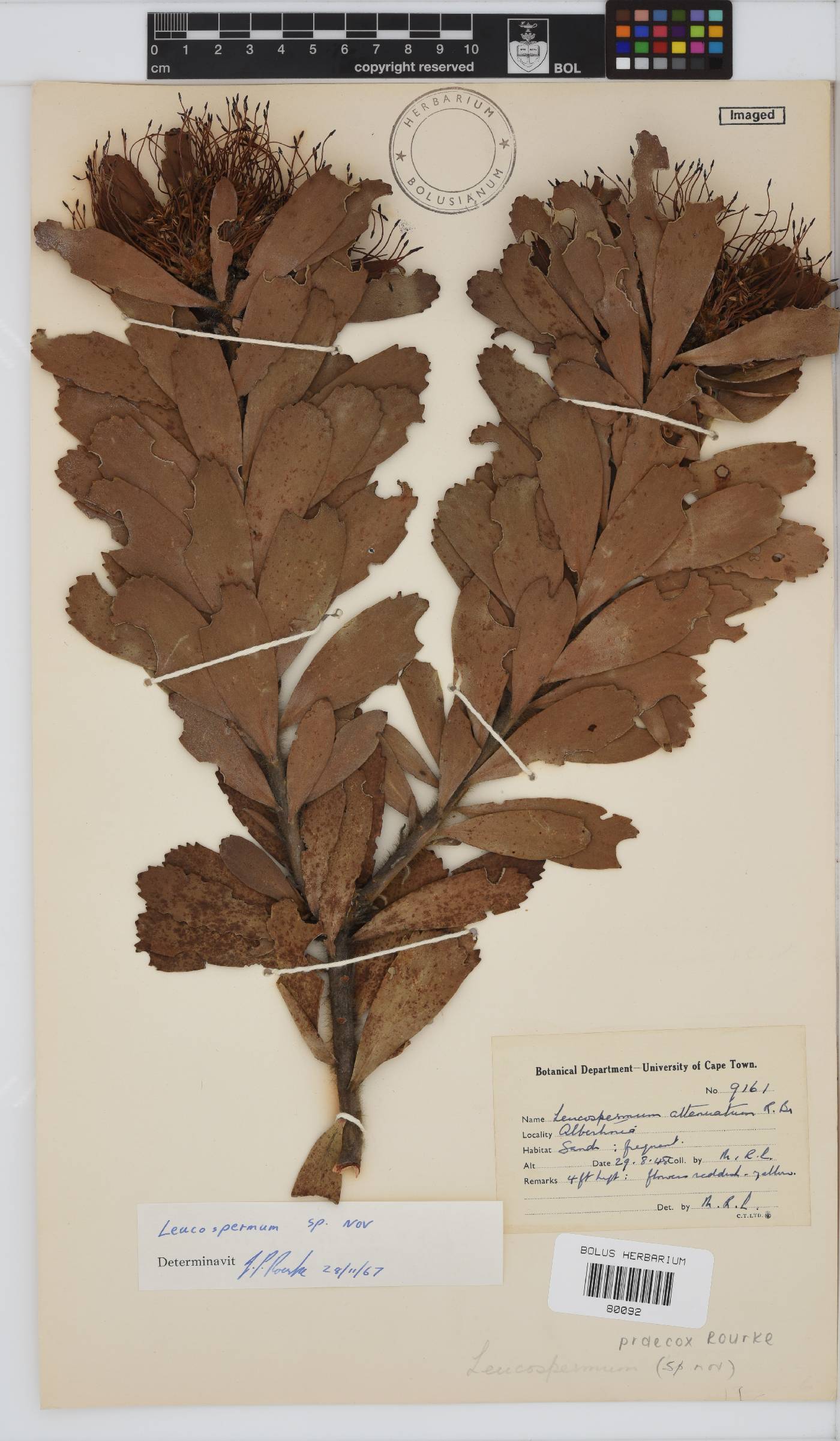 Leucospermum praecox image