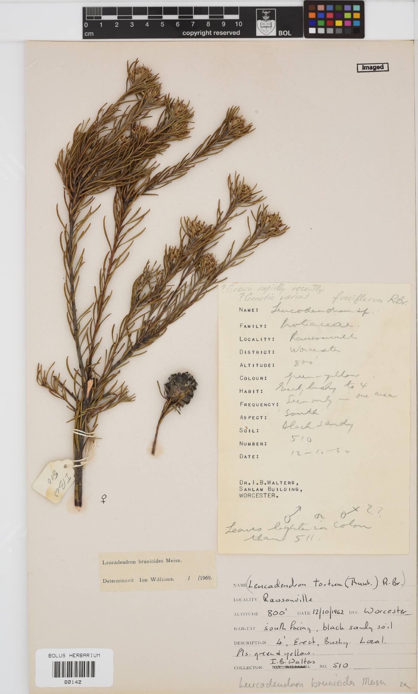Leucadendron brunioides var. brunioides image