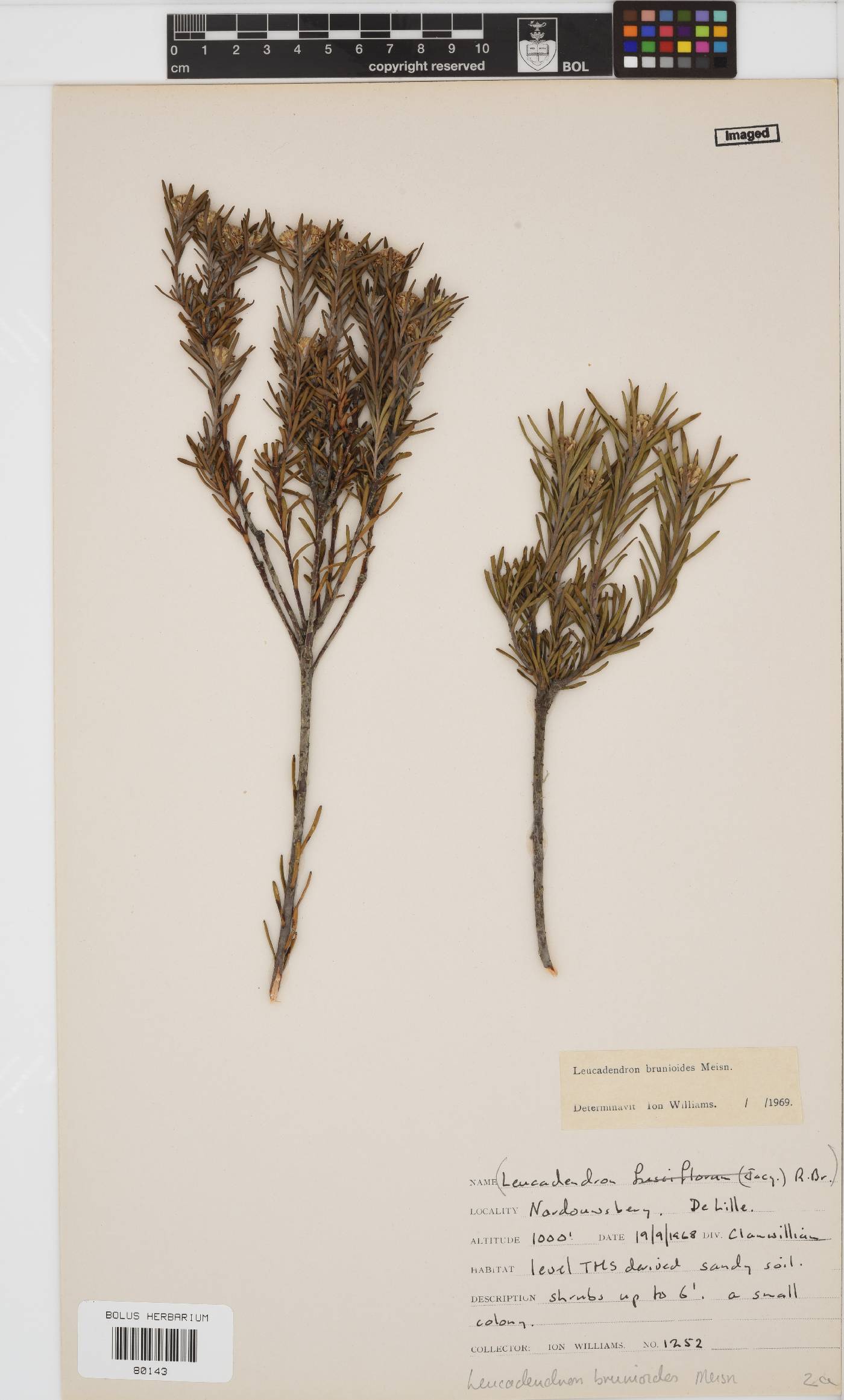 Leucadendron brunioides var. brunioides image
