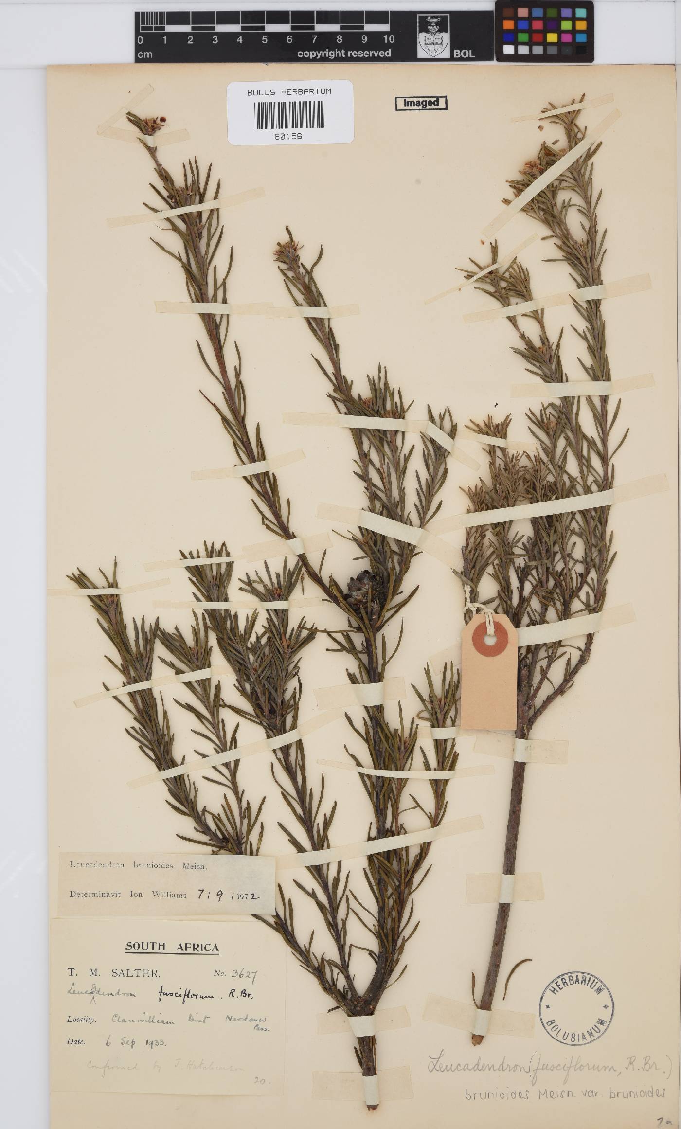 Leucadendron brunioides var. brunioides image