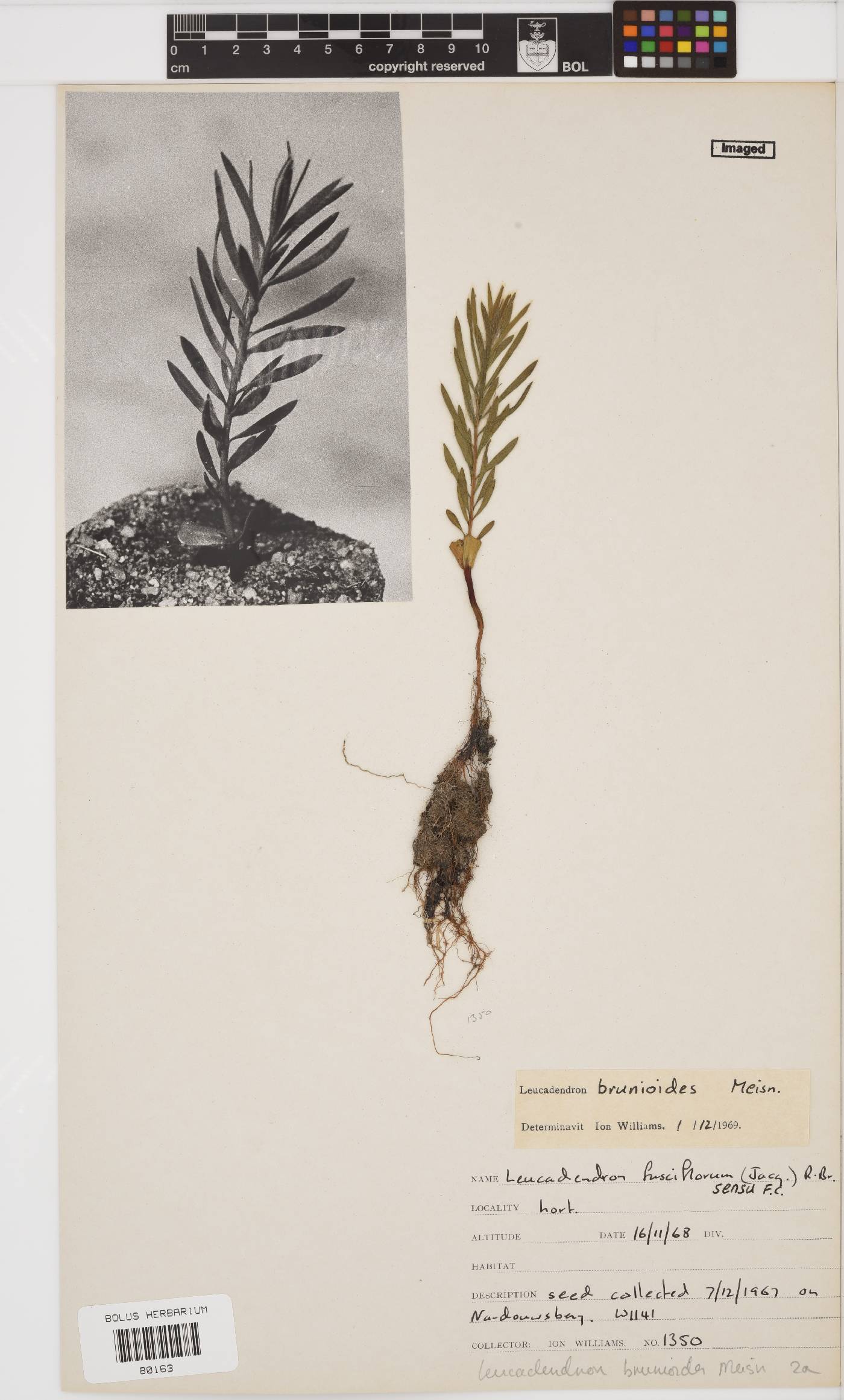 Leucadendron brunioides image