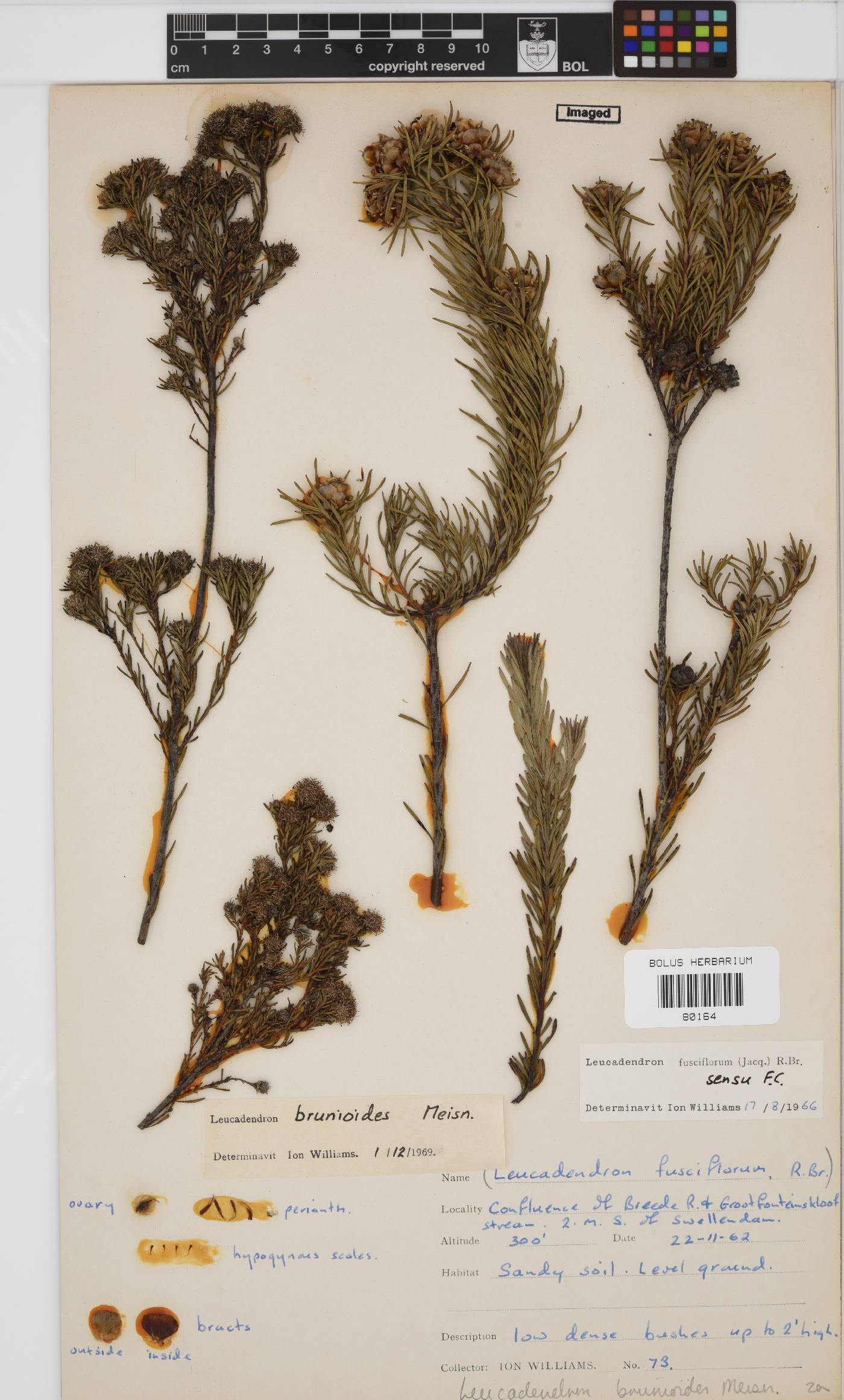 Leucadendron brunioides var. brunioides image