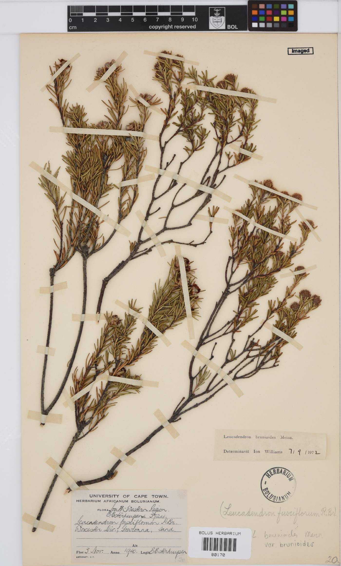 Leucadendron brunioides var. brunioides image