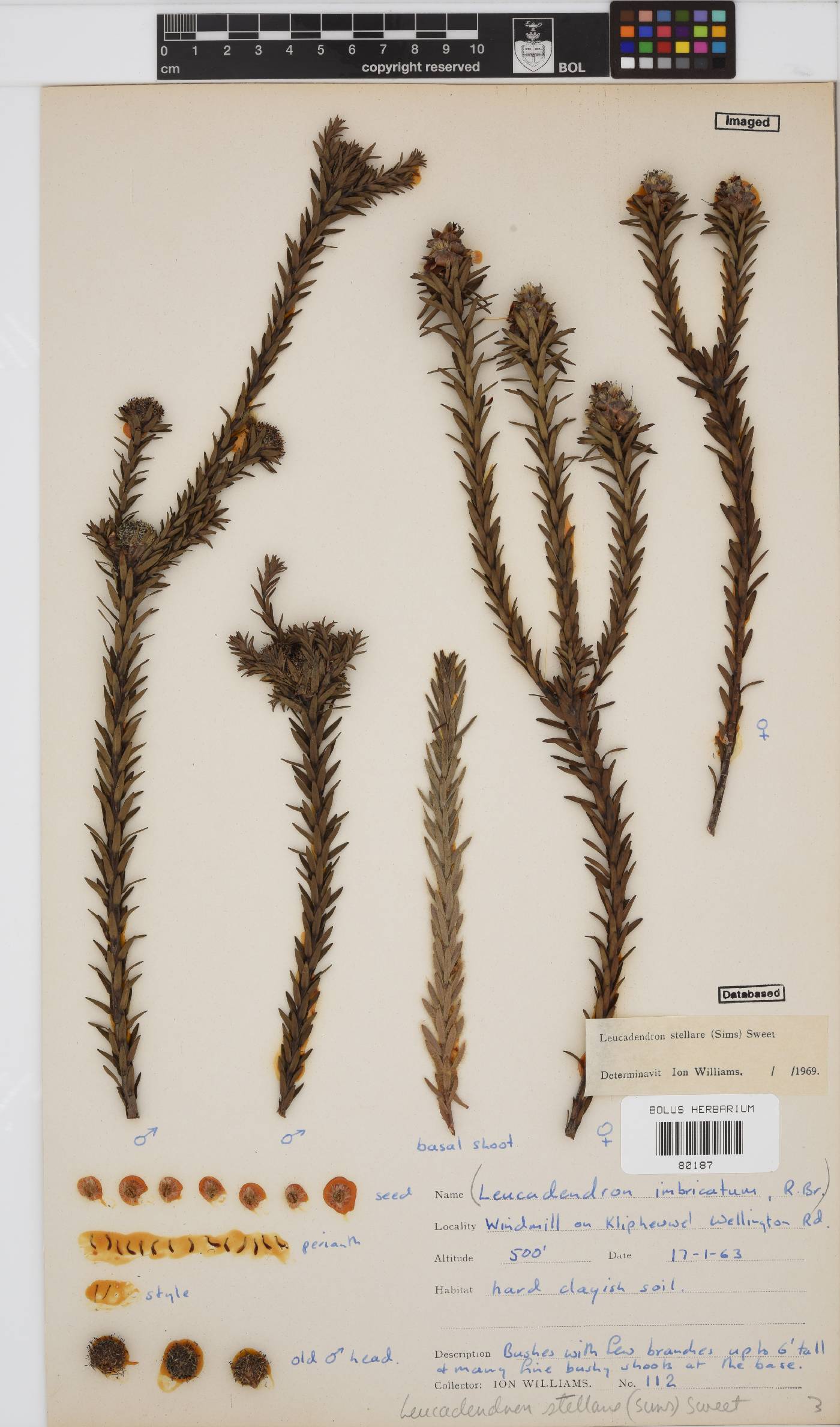 Leucadendron stellare image