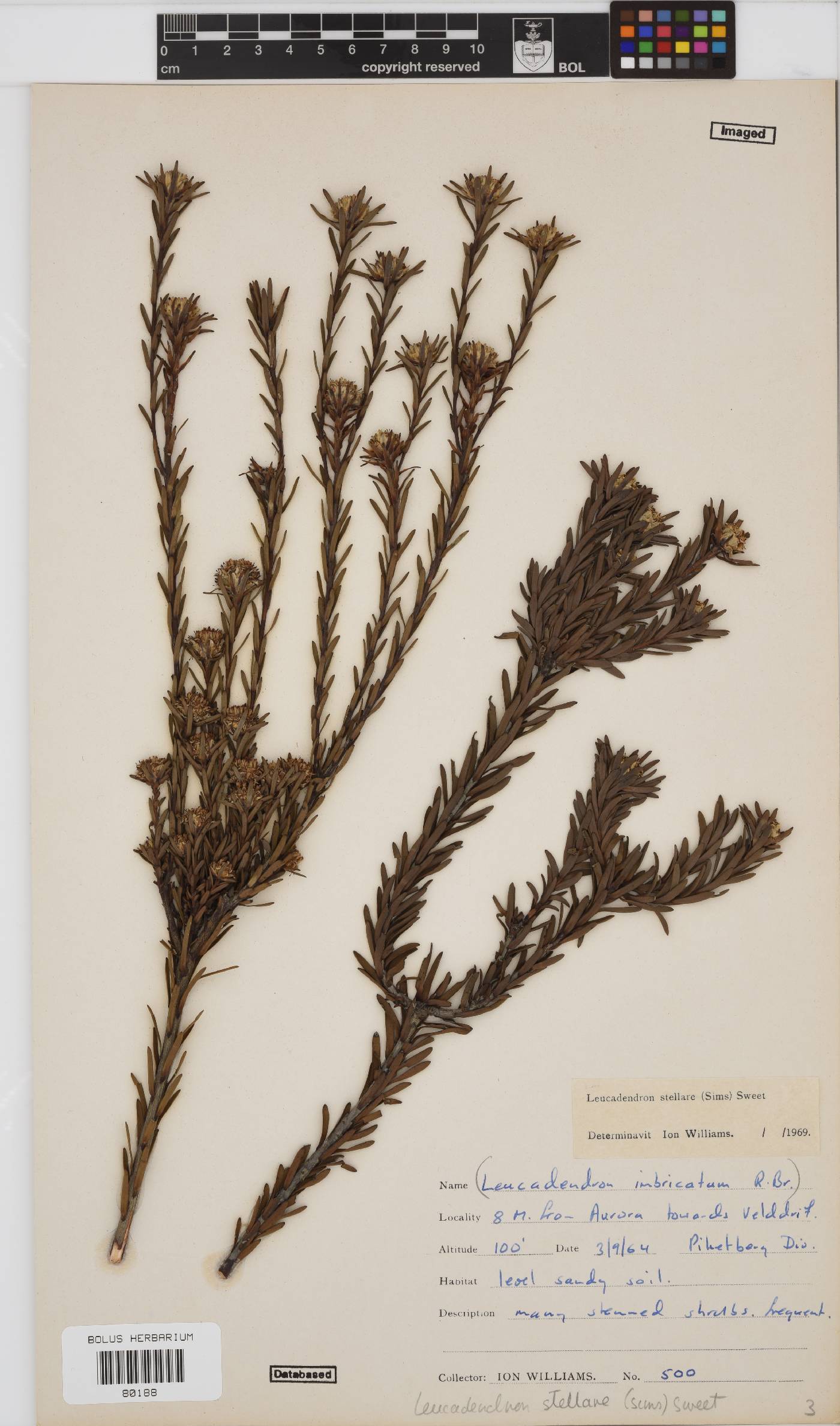 Leucadendron stellare image