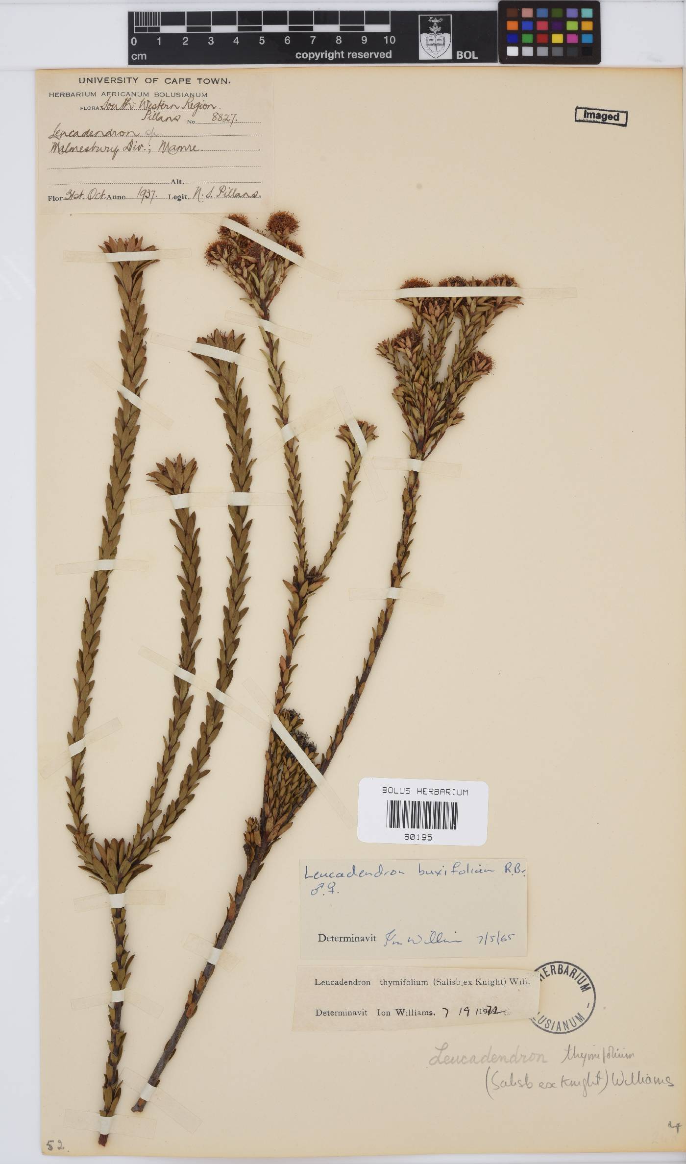 Leucadendron thymifolium image