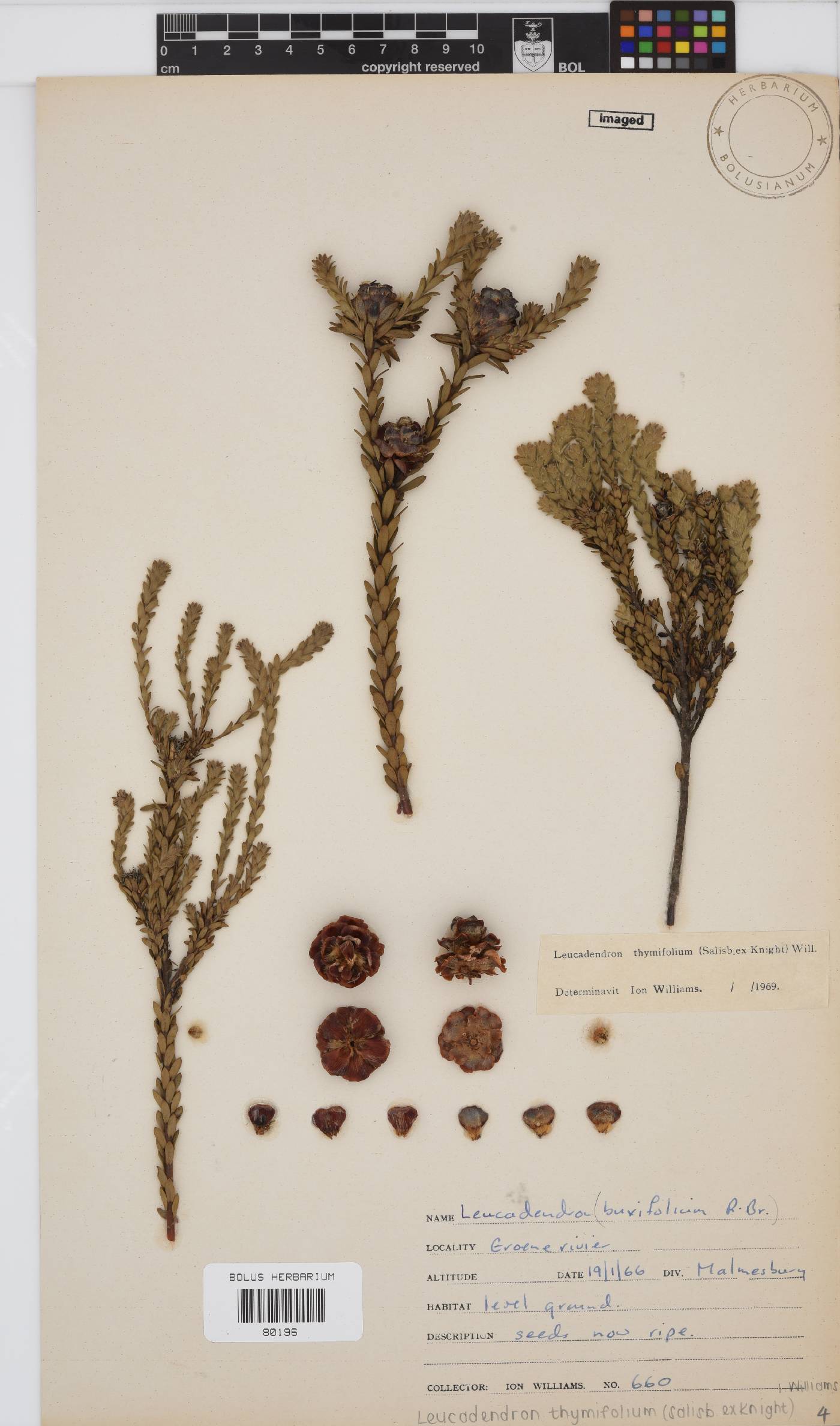 Leucadendron thymifolium image