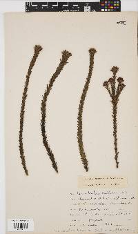 Leucadendron thymifolium image