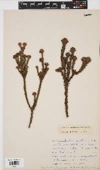 Leucadendron thymifolium image