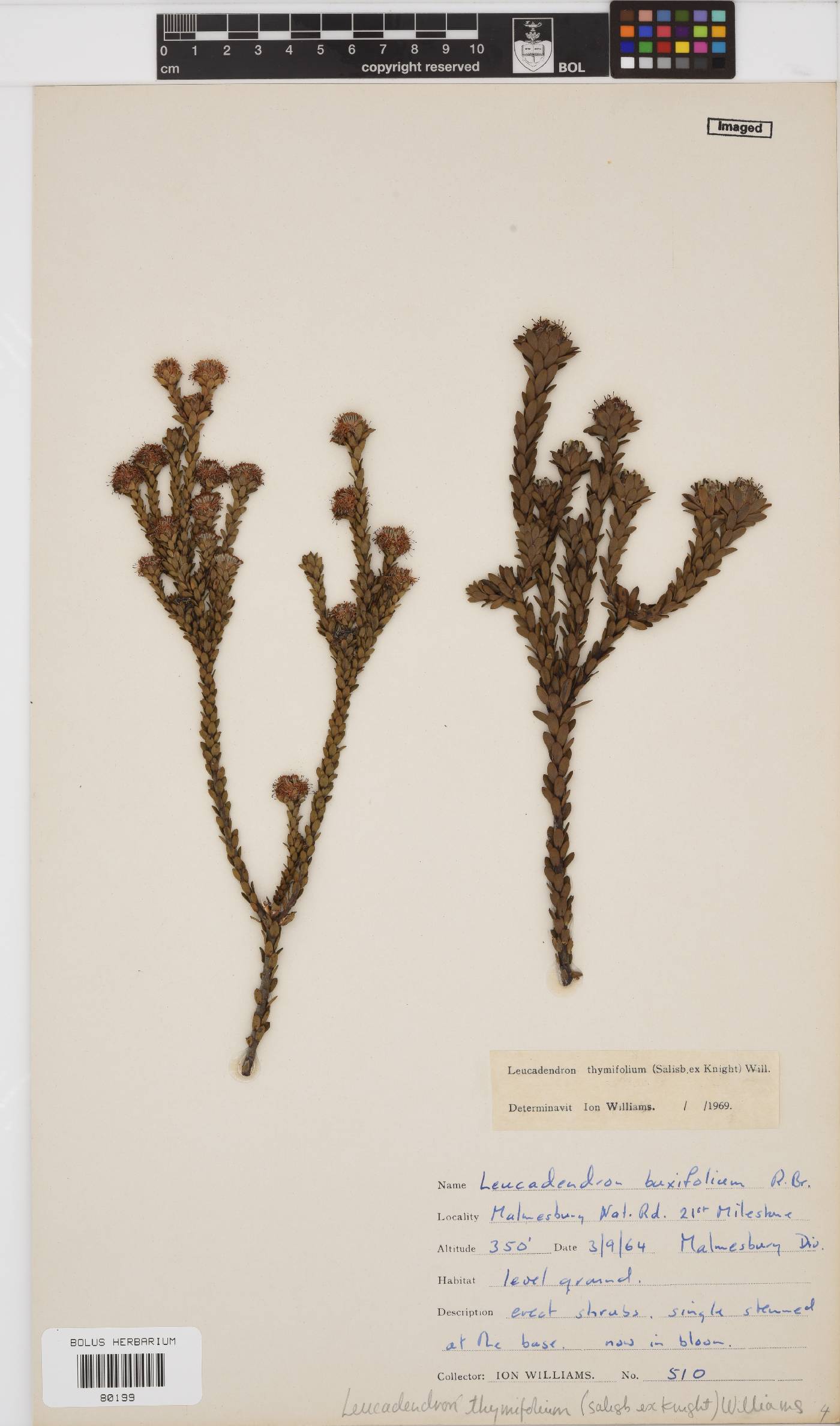 Leucadendron thymifolium image