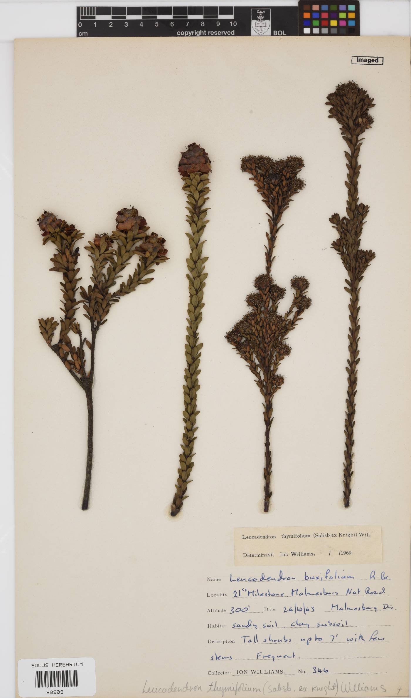 Leucadendron thymifolium image