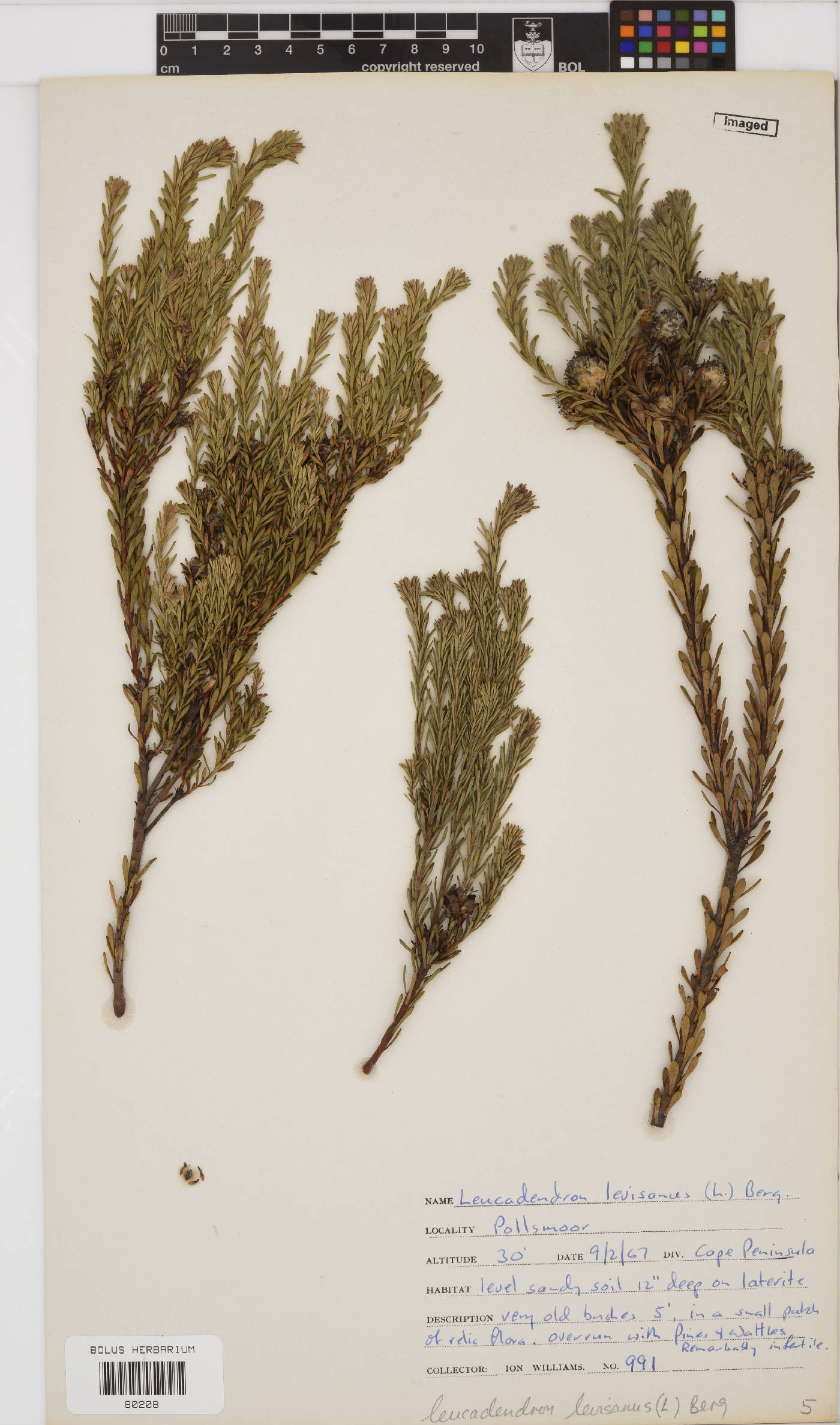 Leucadendron levisanus image