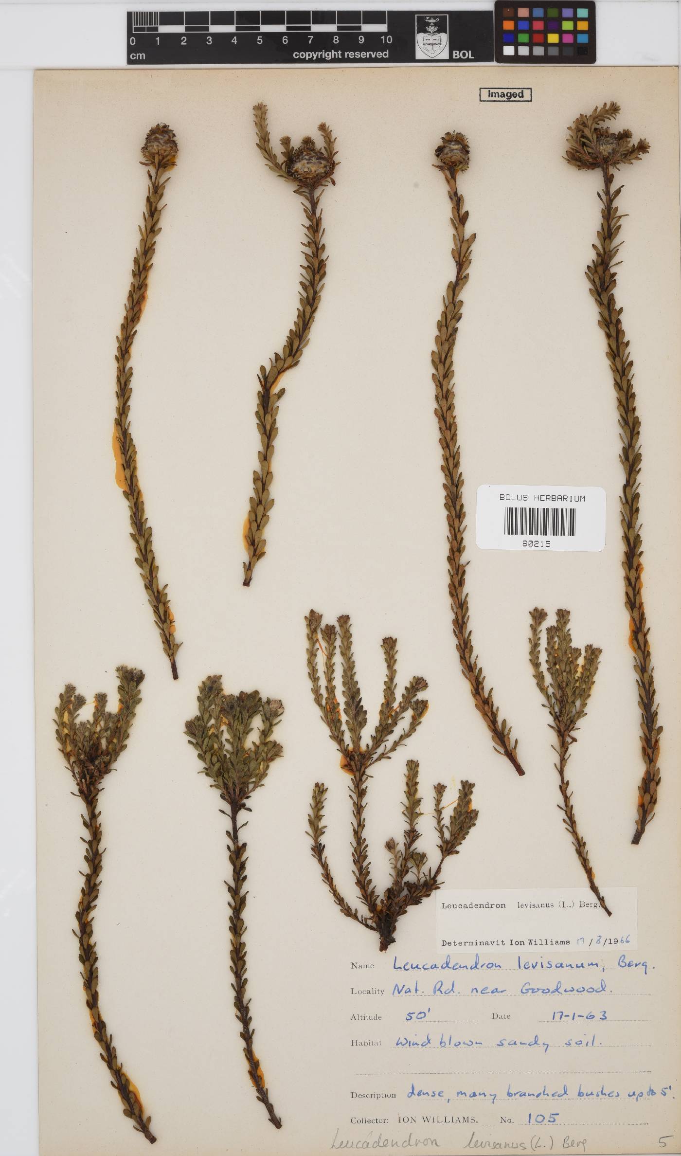 Leucadendron levisanus image