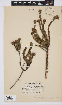 Leucadendron levisanus image
