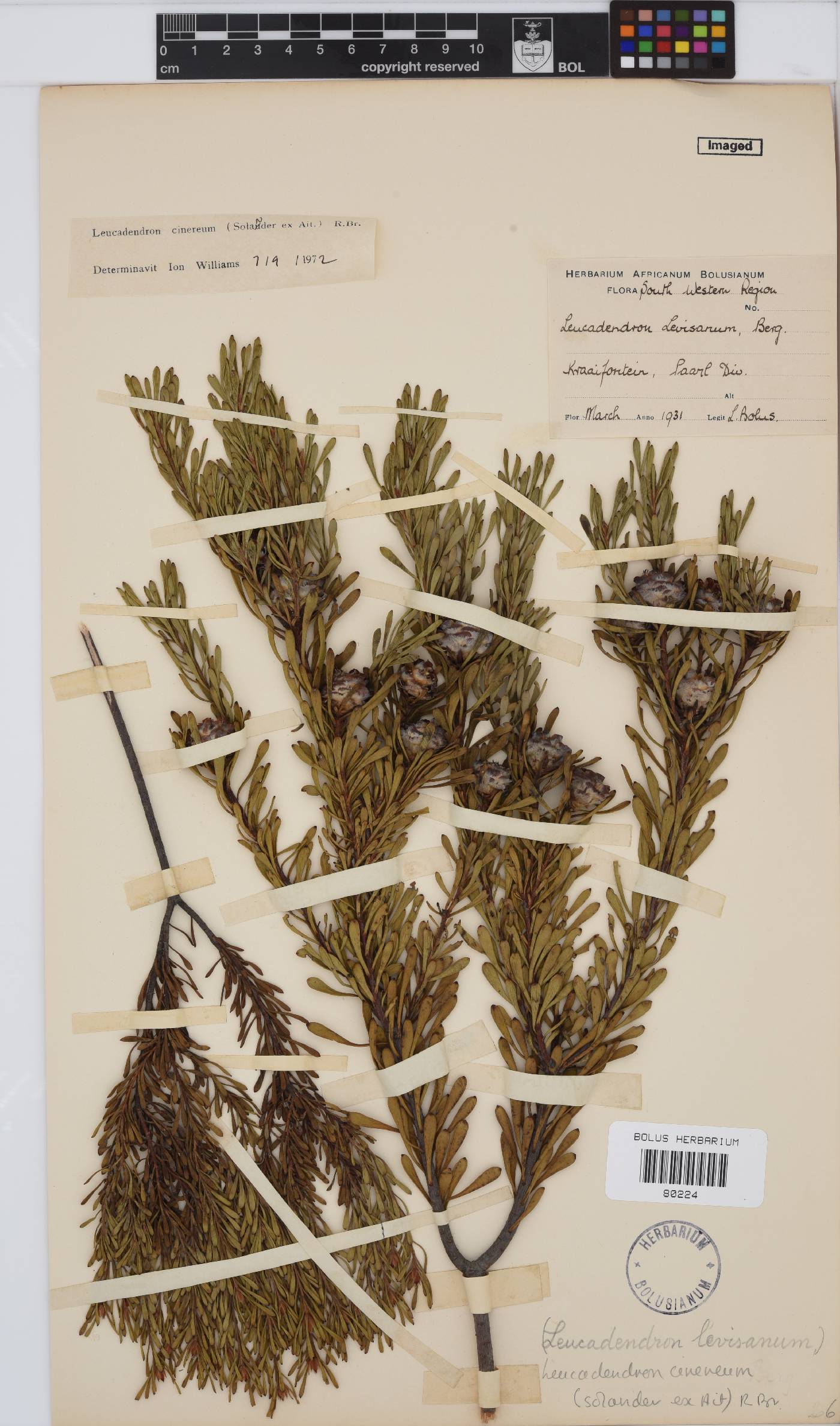 Leucadendron cinereum image