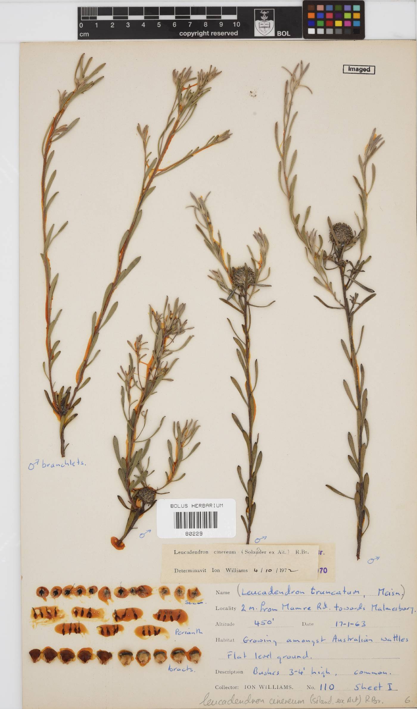 Leucadendron cinereum image