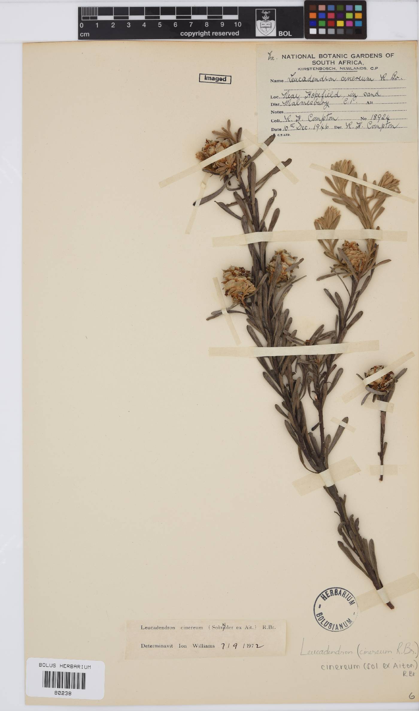 Leucadendron cinereum image