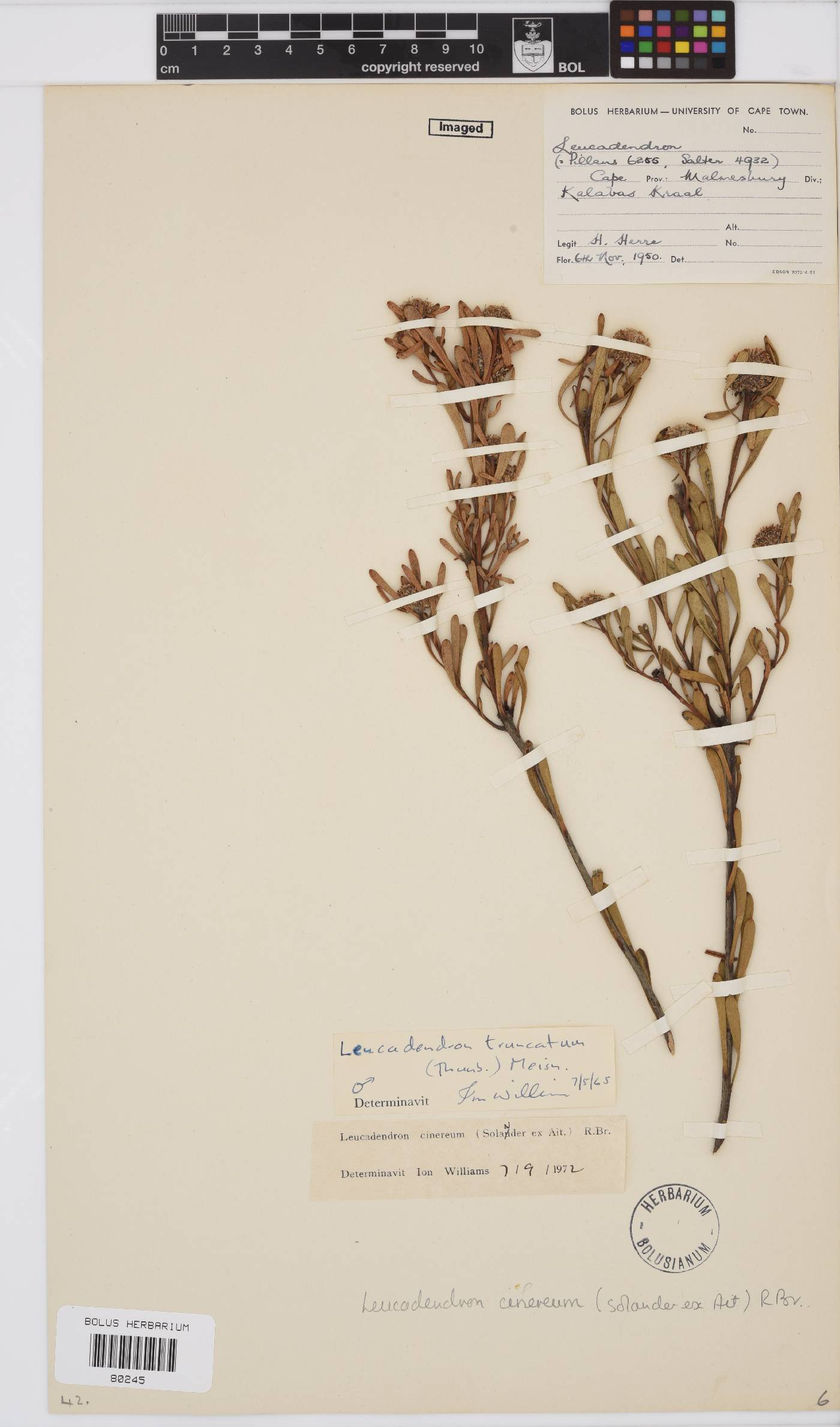 Leucadendron cinereum image