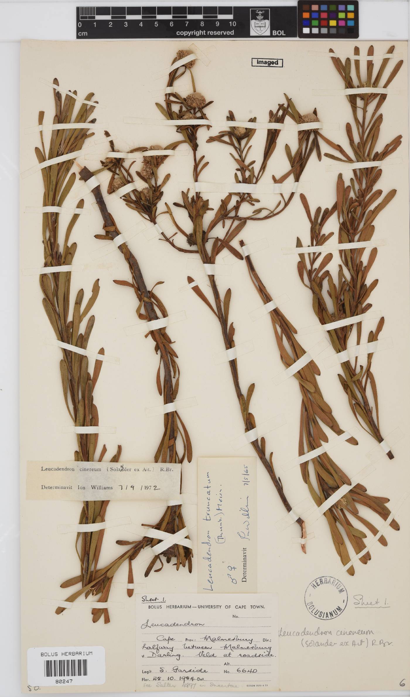 Leucadendron cinereum image