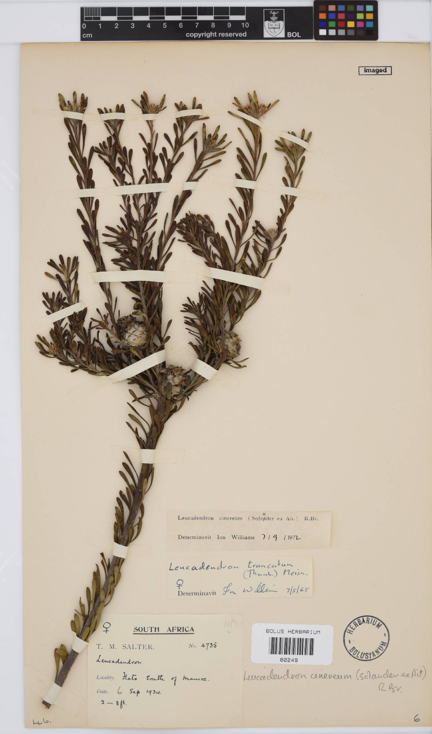 Leucadendron cinereum image