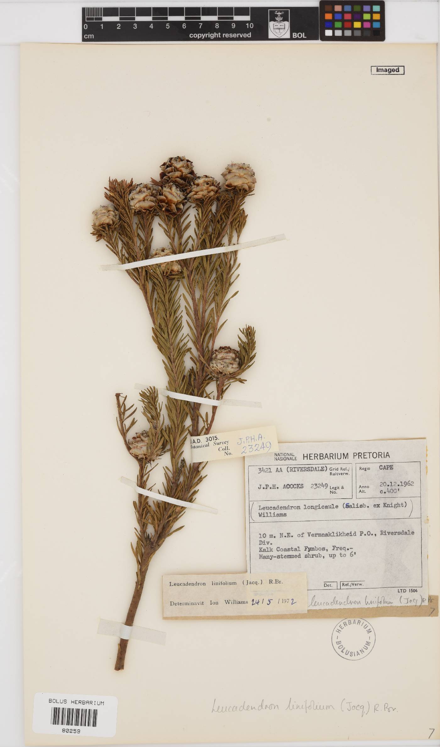 Leucadendron linifolium image