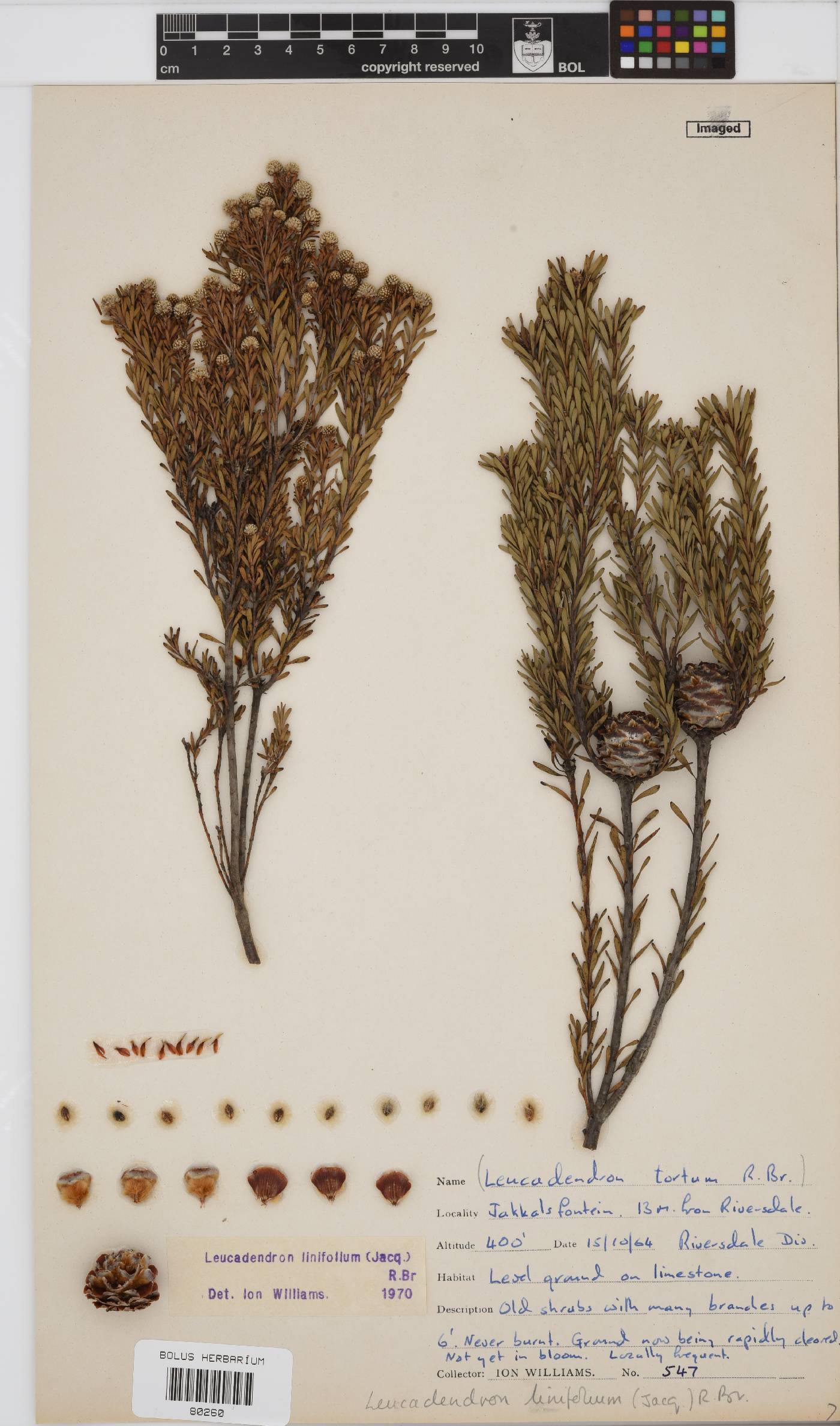 Leucadendron image