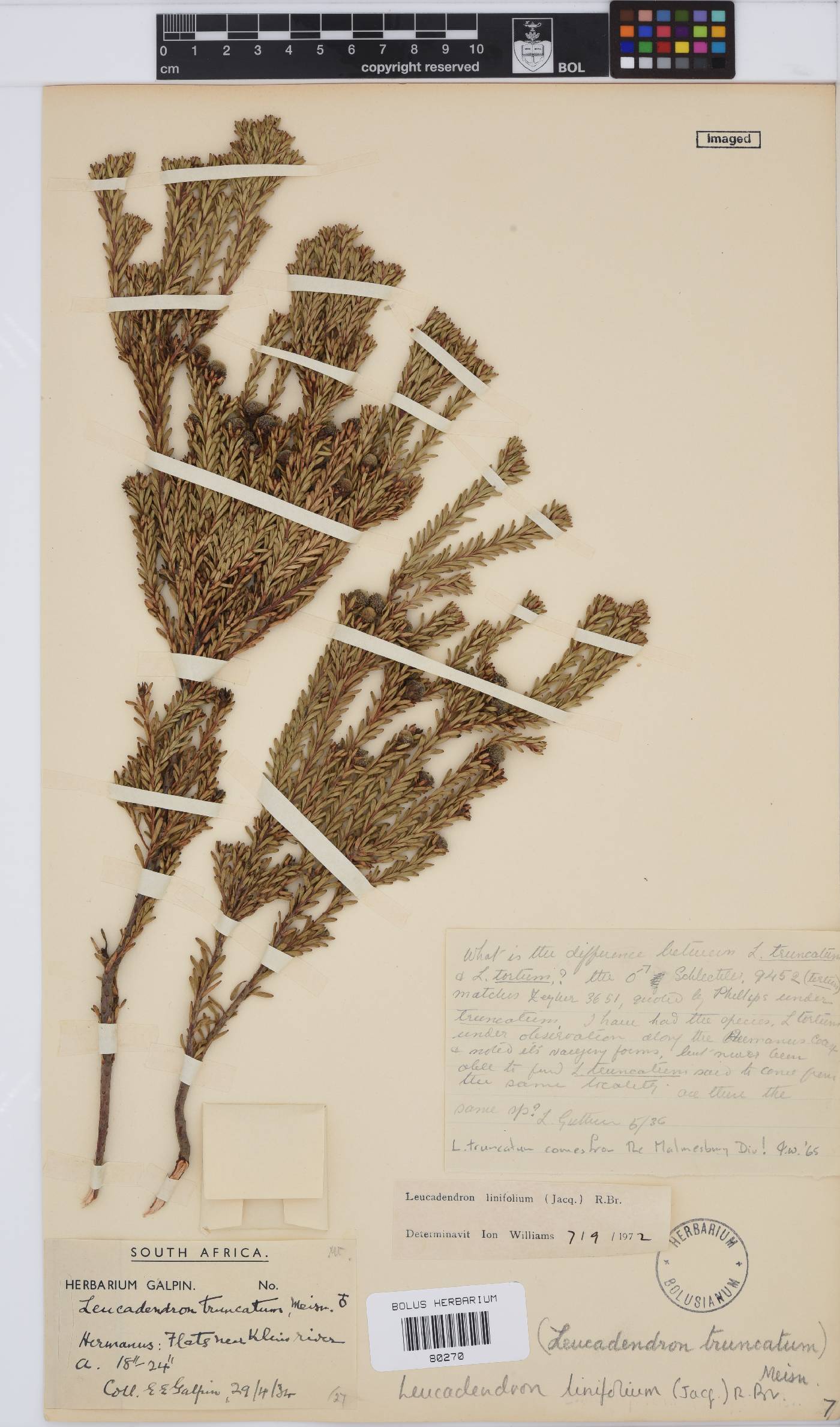 Leucadendron linifolium image