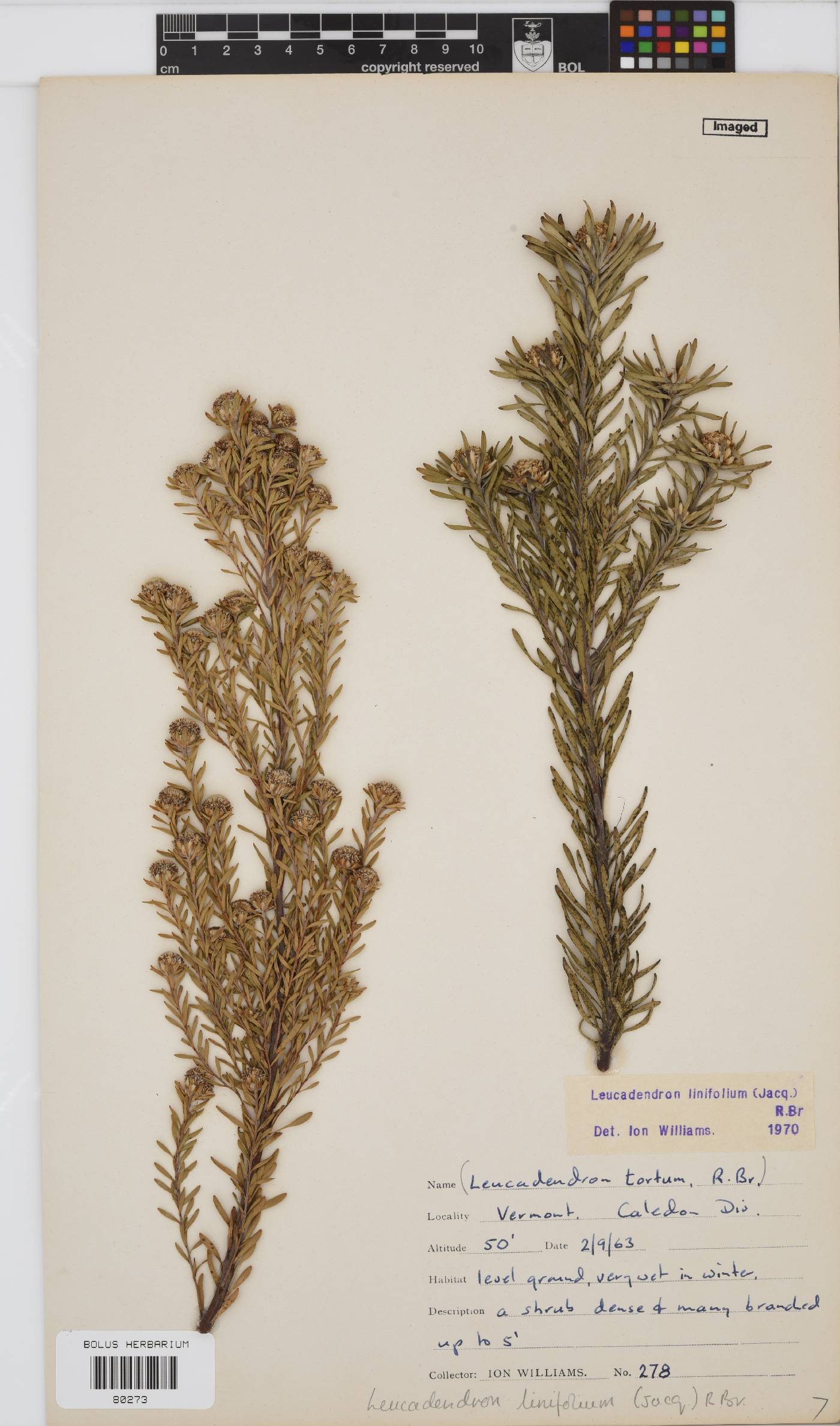 Leucadendron linifolium image