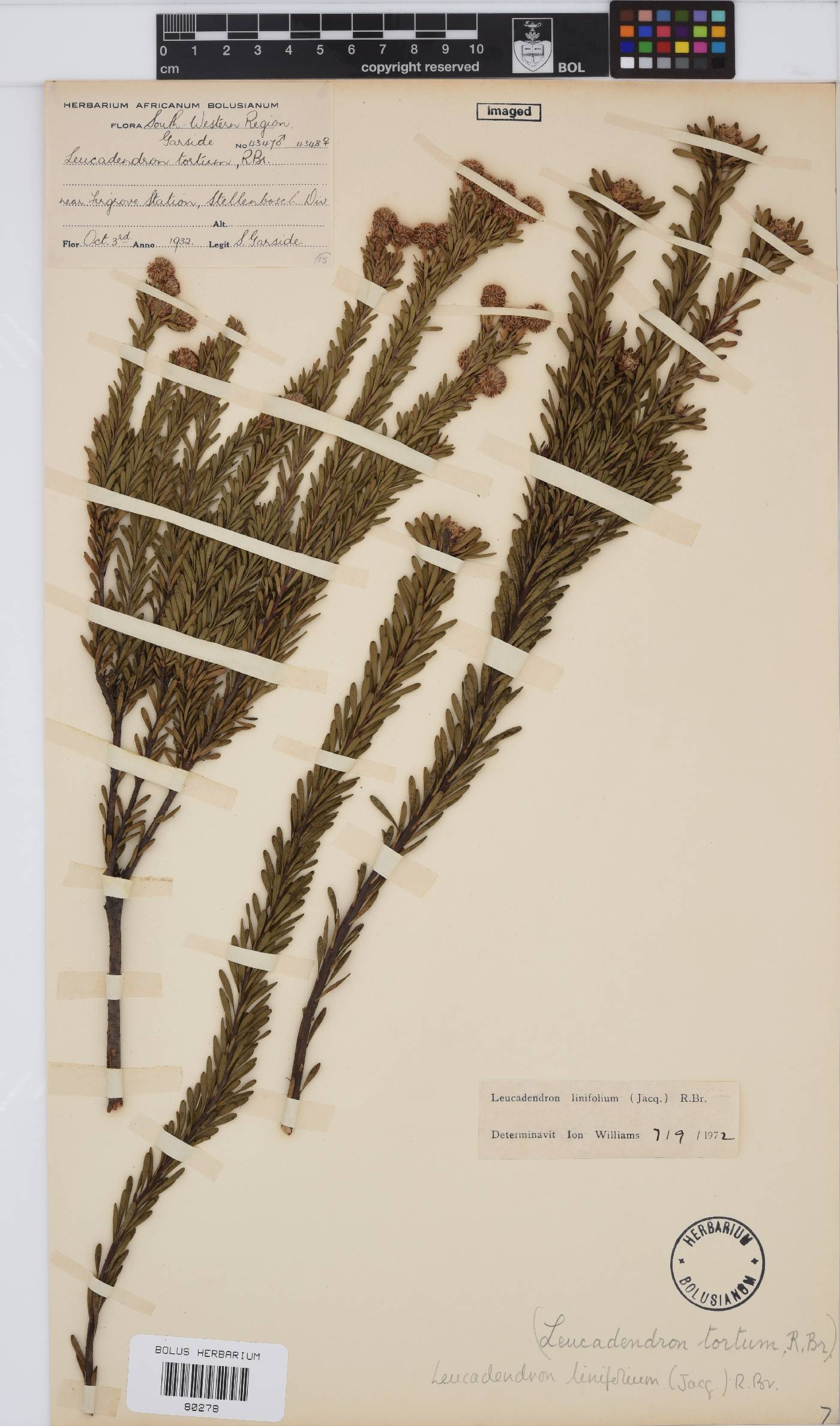 Leucadendron linifolium image