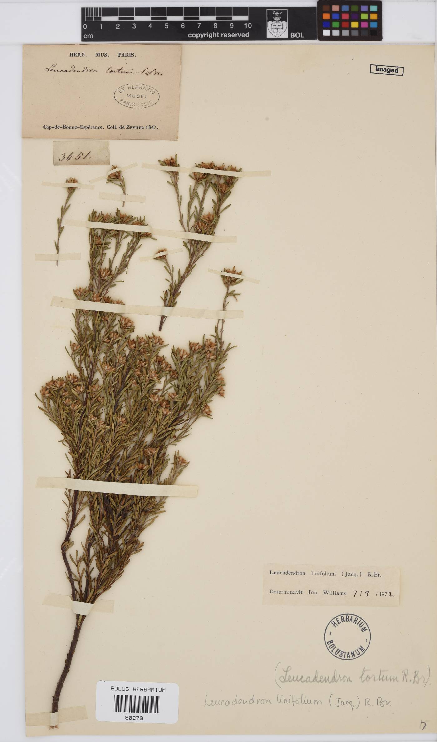 Leucadendron linifolium image