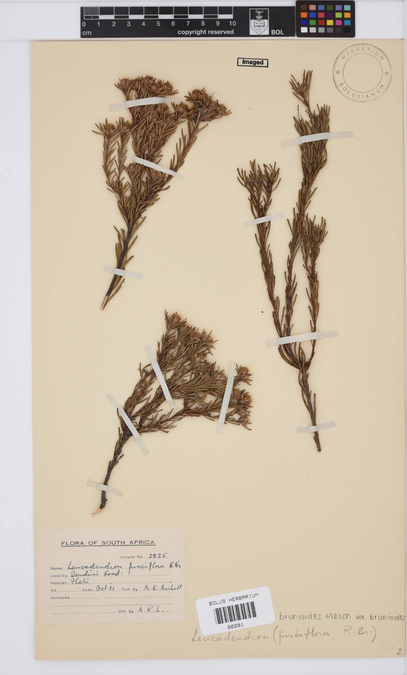 Leucadendron brunioides image