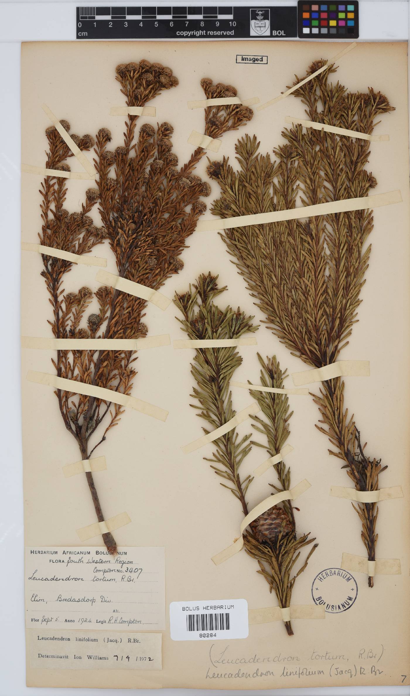Leucadendron linifolium image