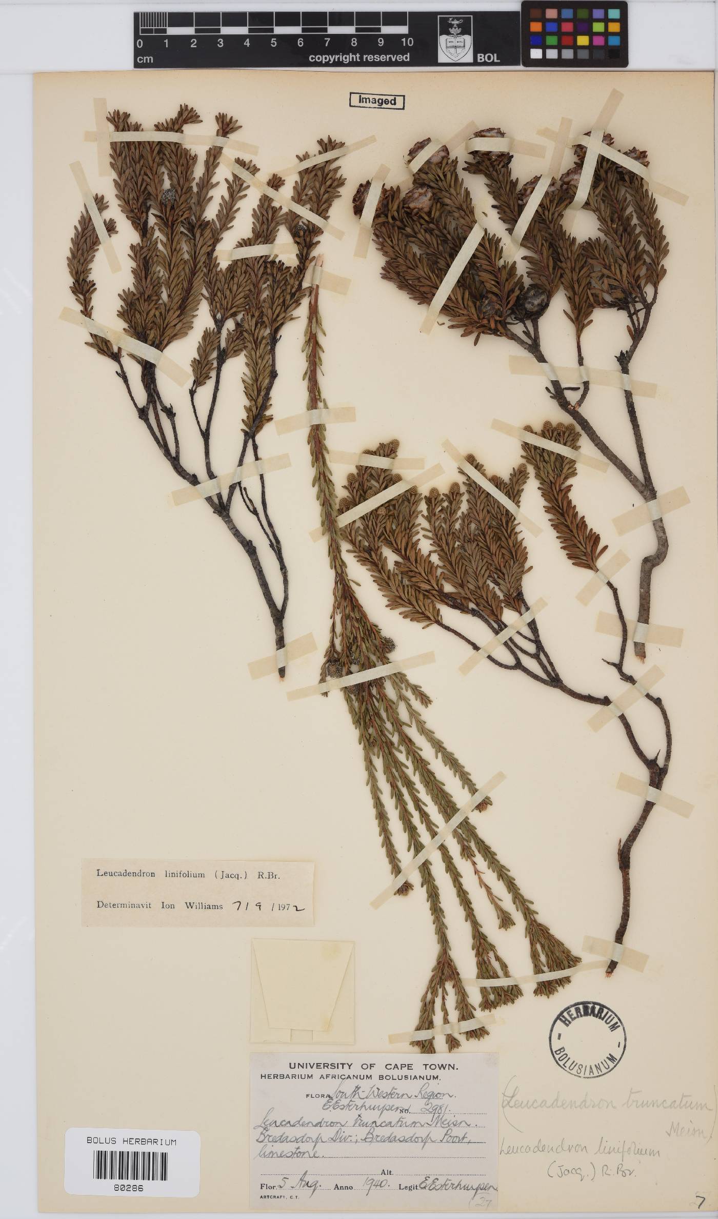 Leucadendron linifolium image