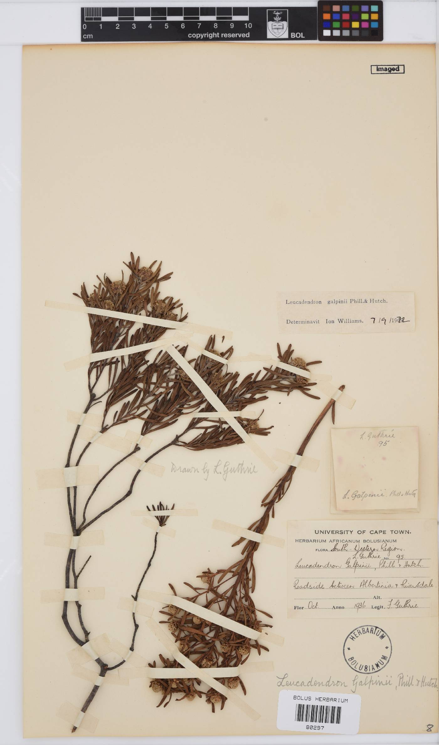 Leucadendron galpinii image