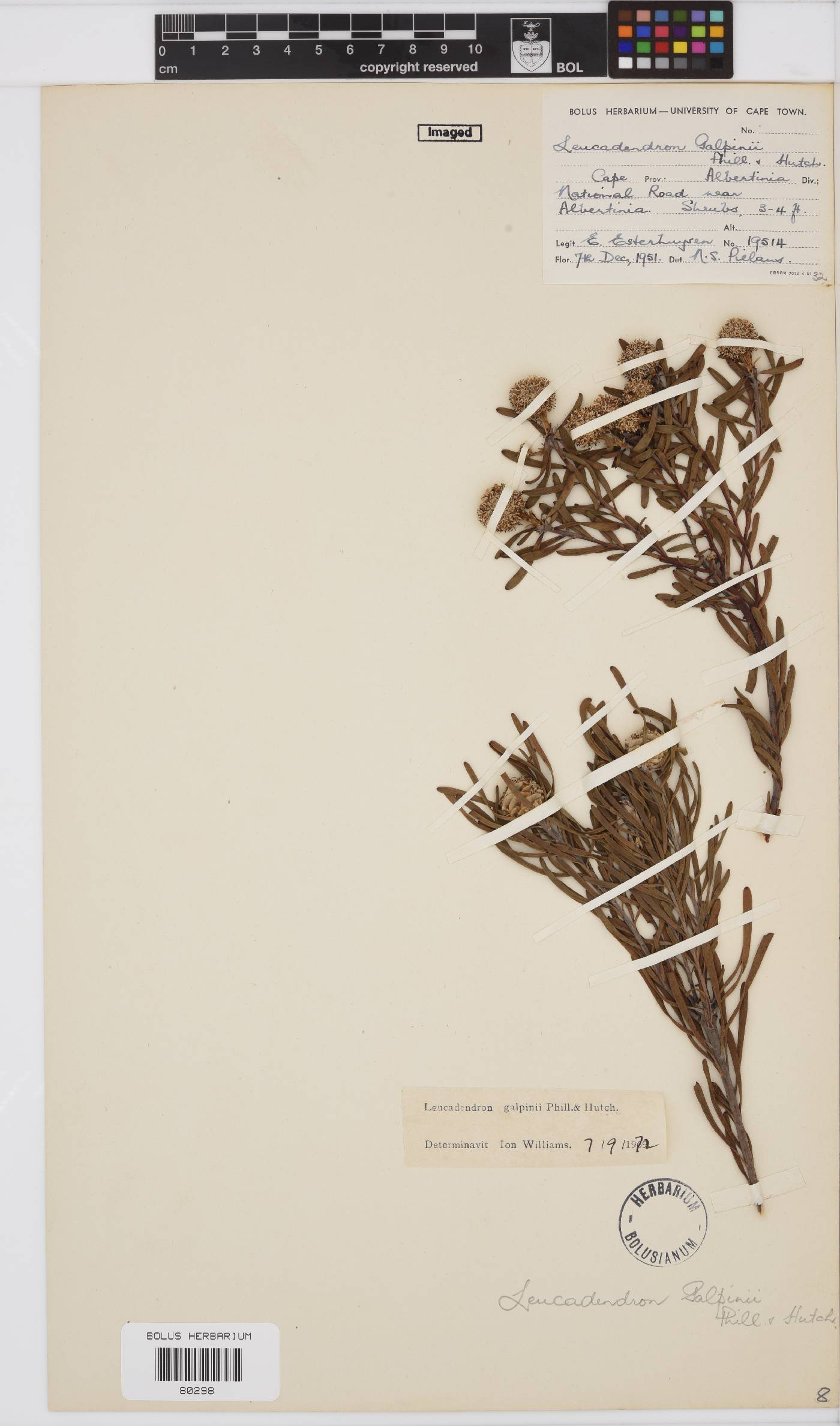 Leucadendron image