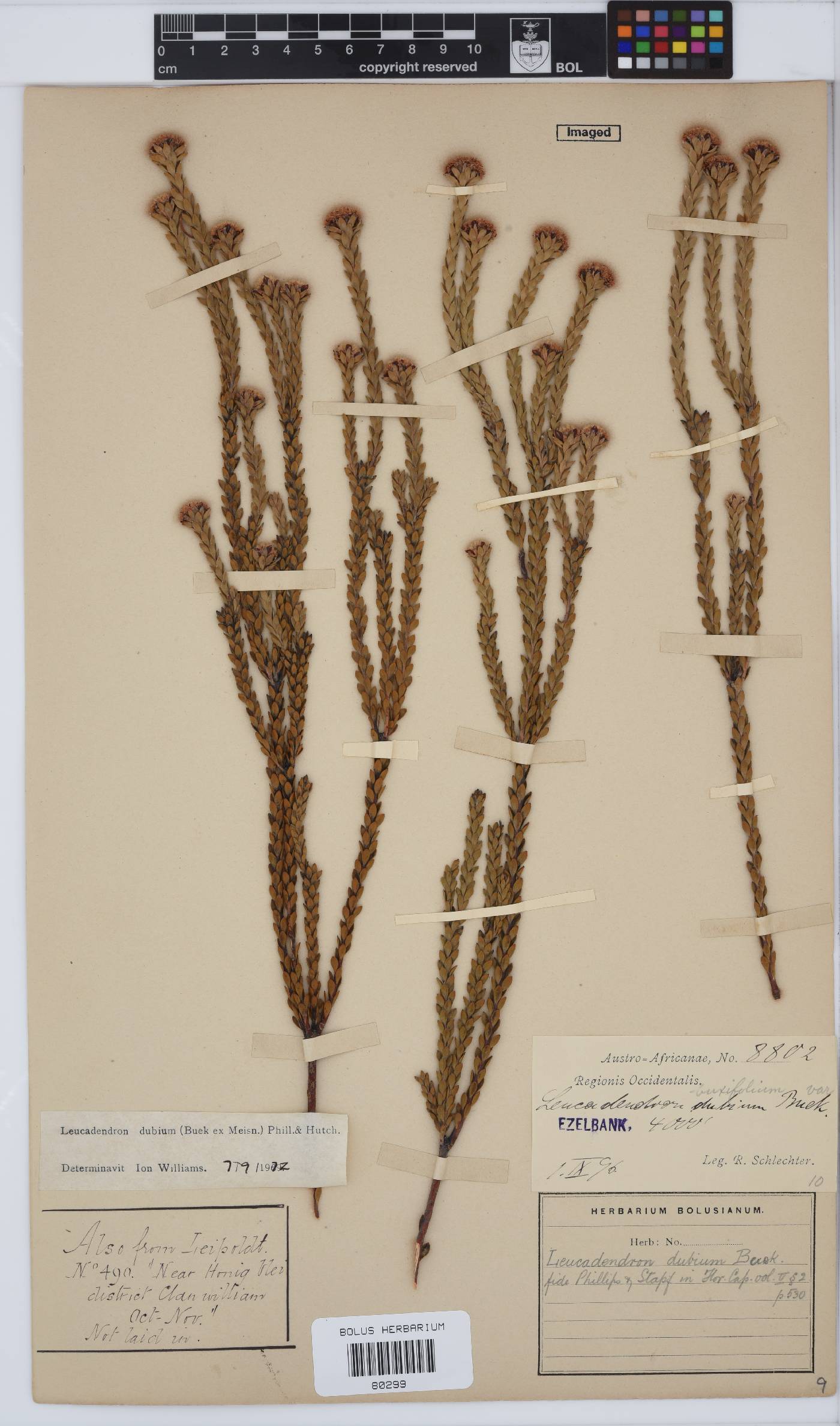 Leucadendron image