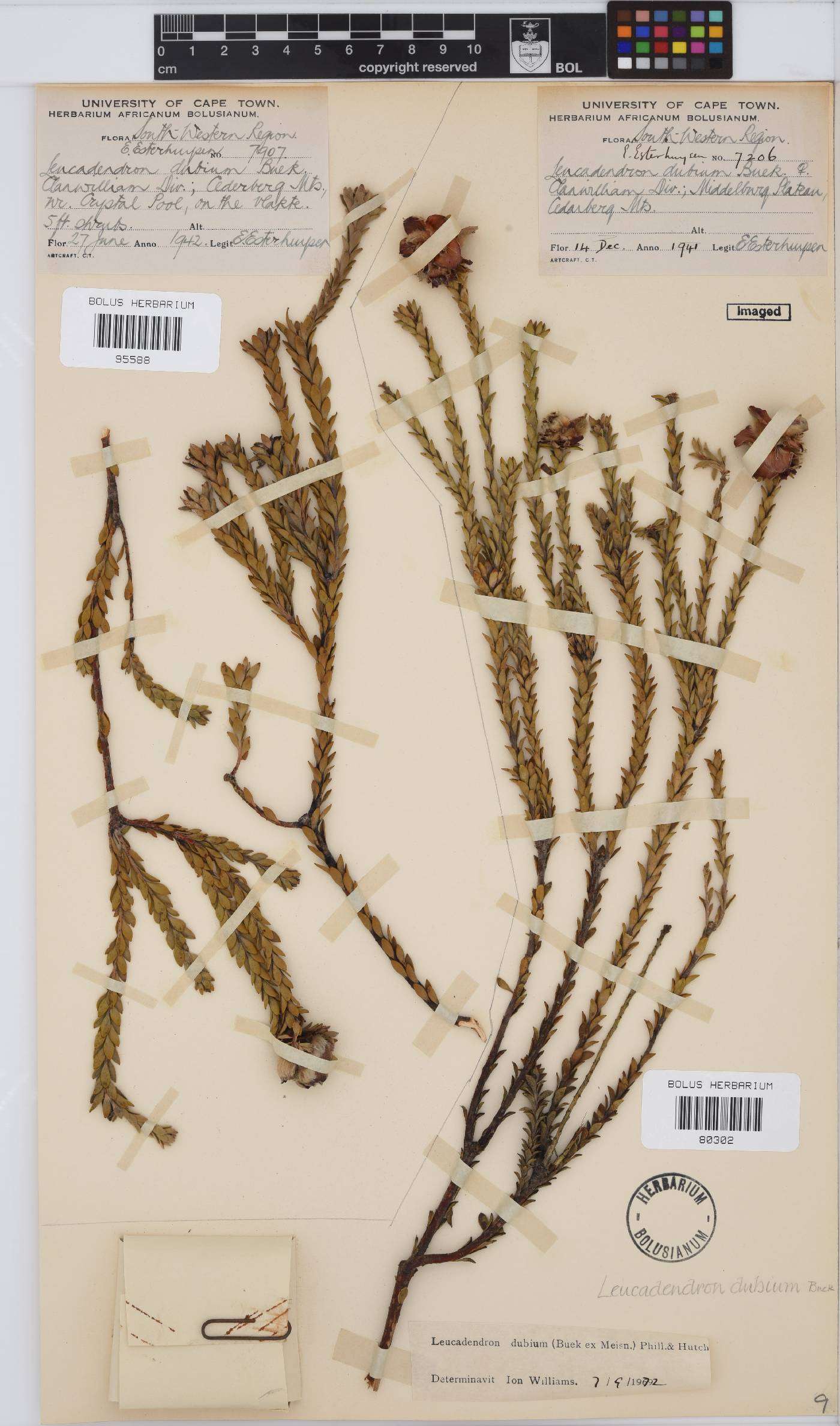 Leucadendron dubium image