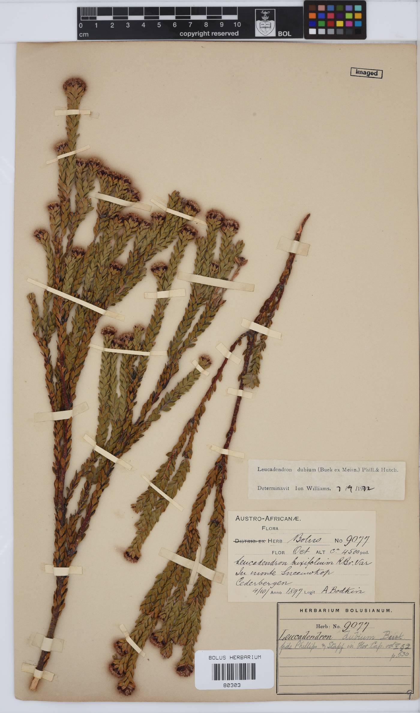 Leucadendron dubium image