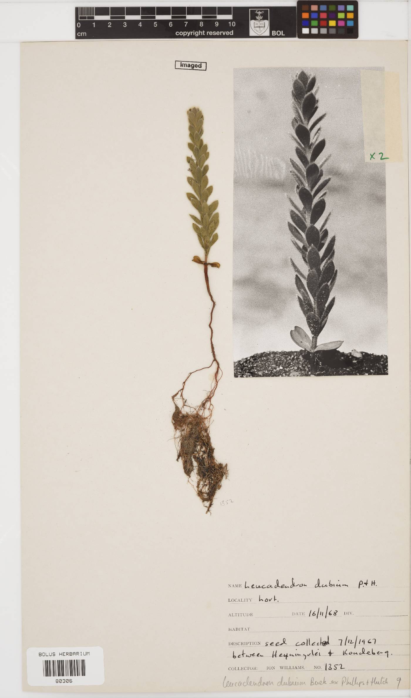 Leucadendron dubium image
