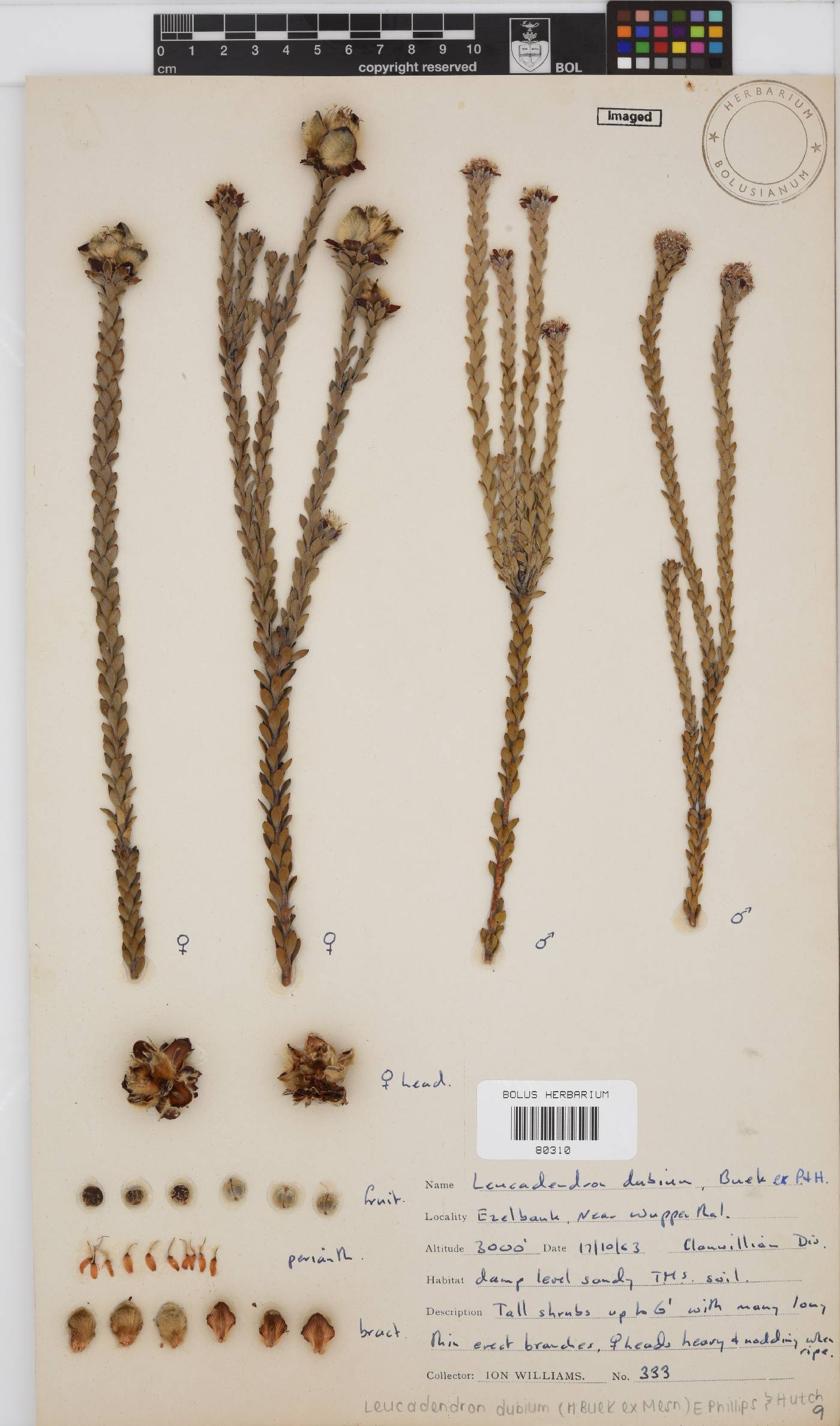 Leucadendron dubium image