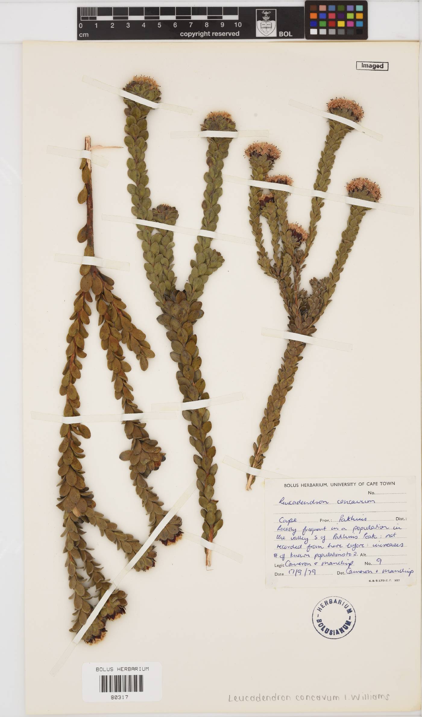 Leucadendron concavum image