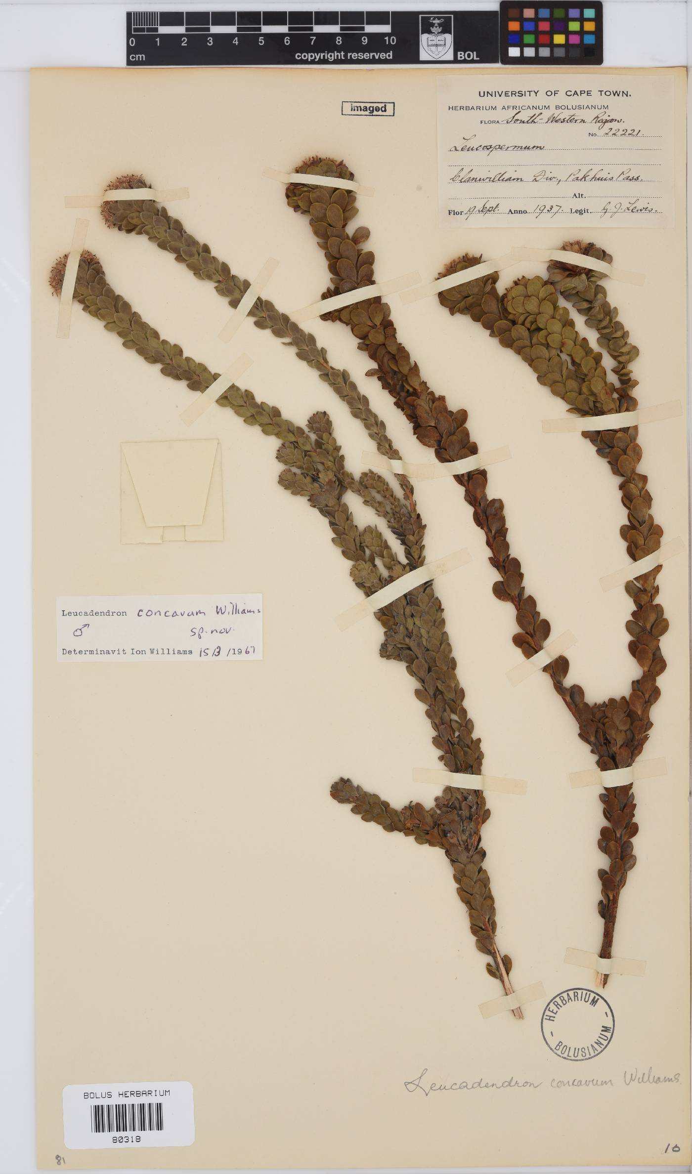 Leucadendron concavum image