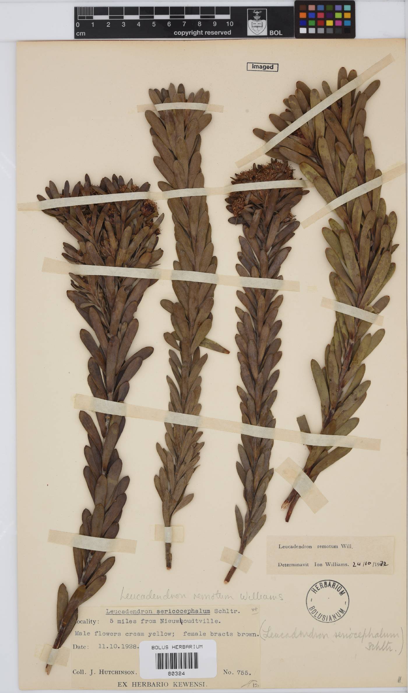 Leucadendron remotum image