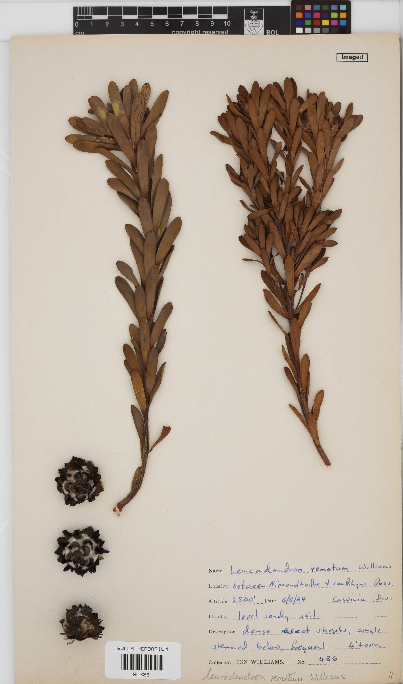 Leucadendron remotum image