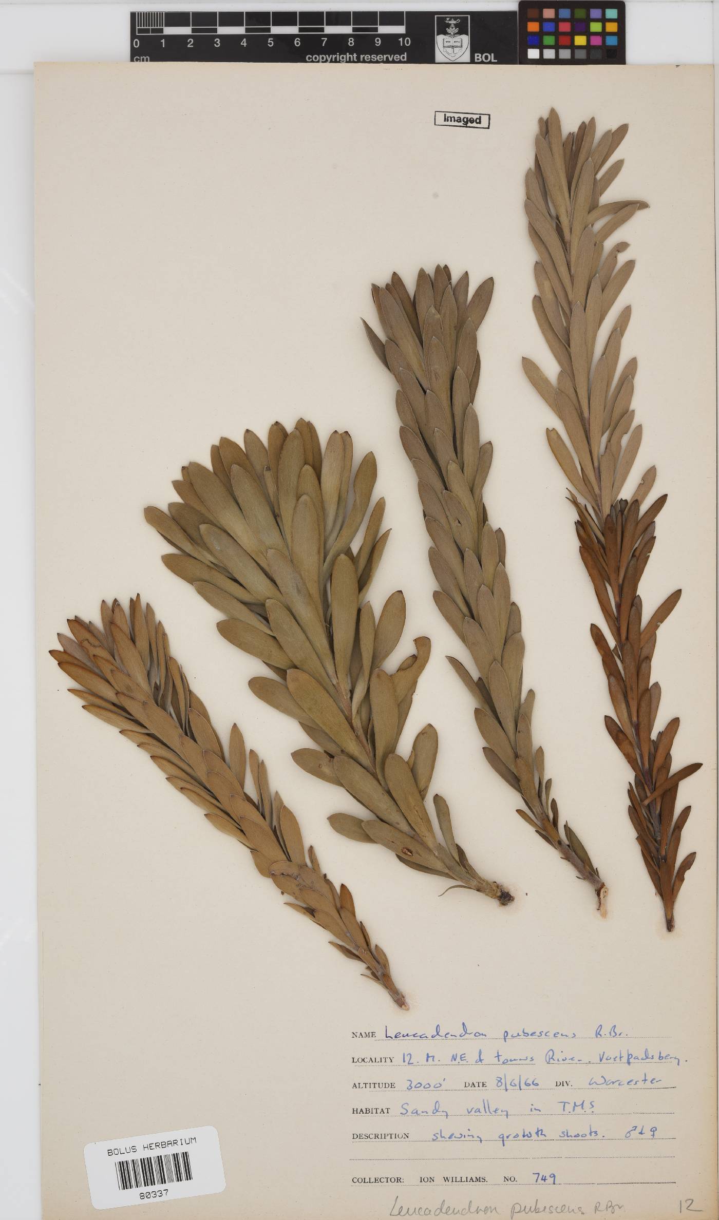 Leucadendron pubescens image