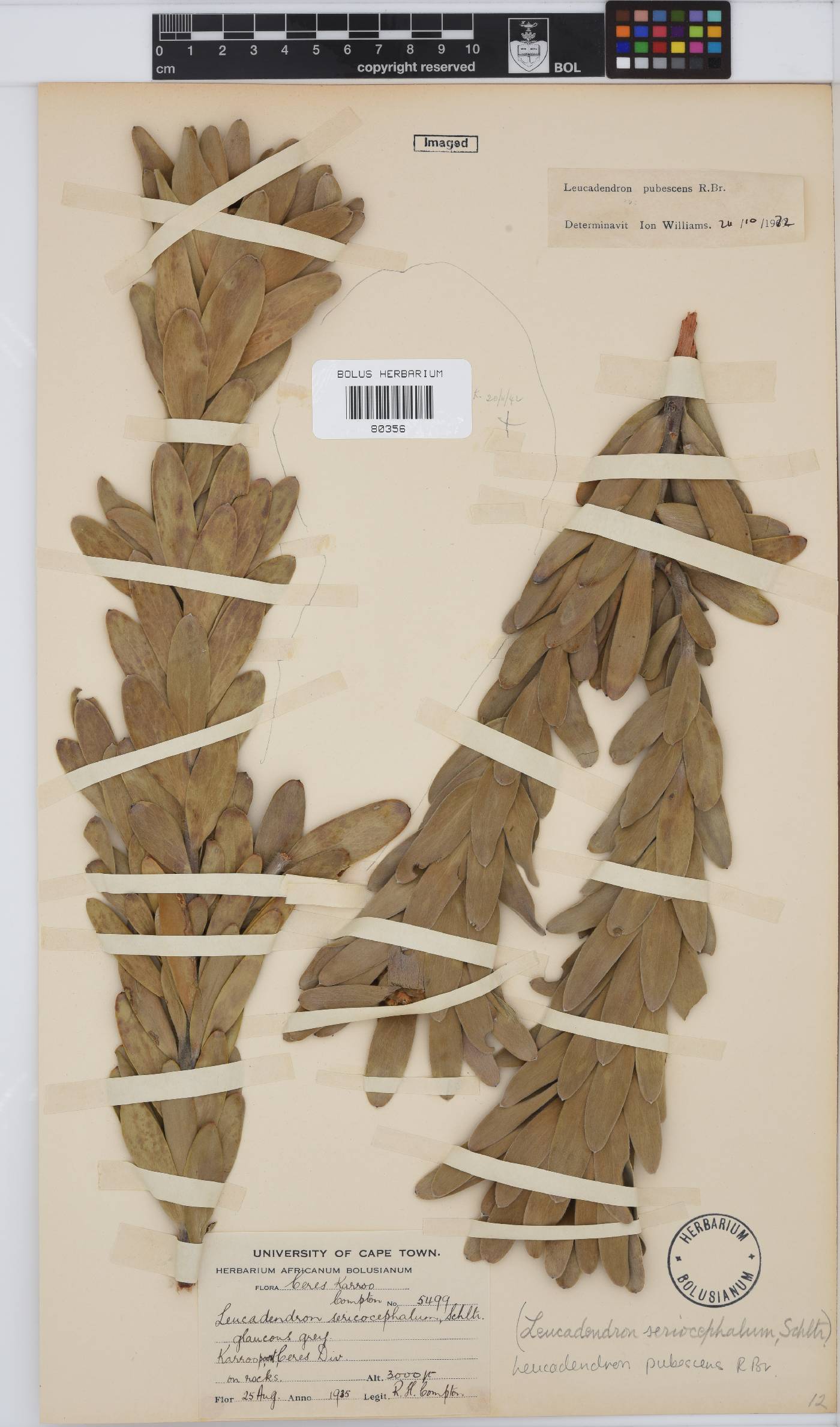 Leucadendron pubescens image