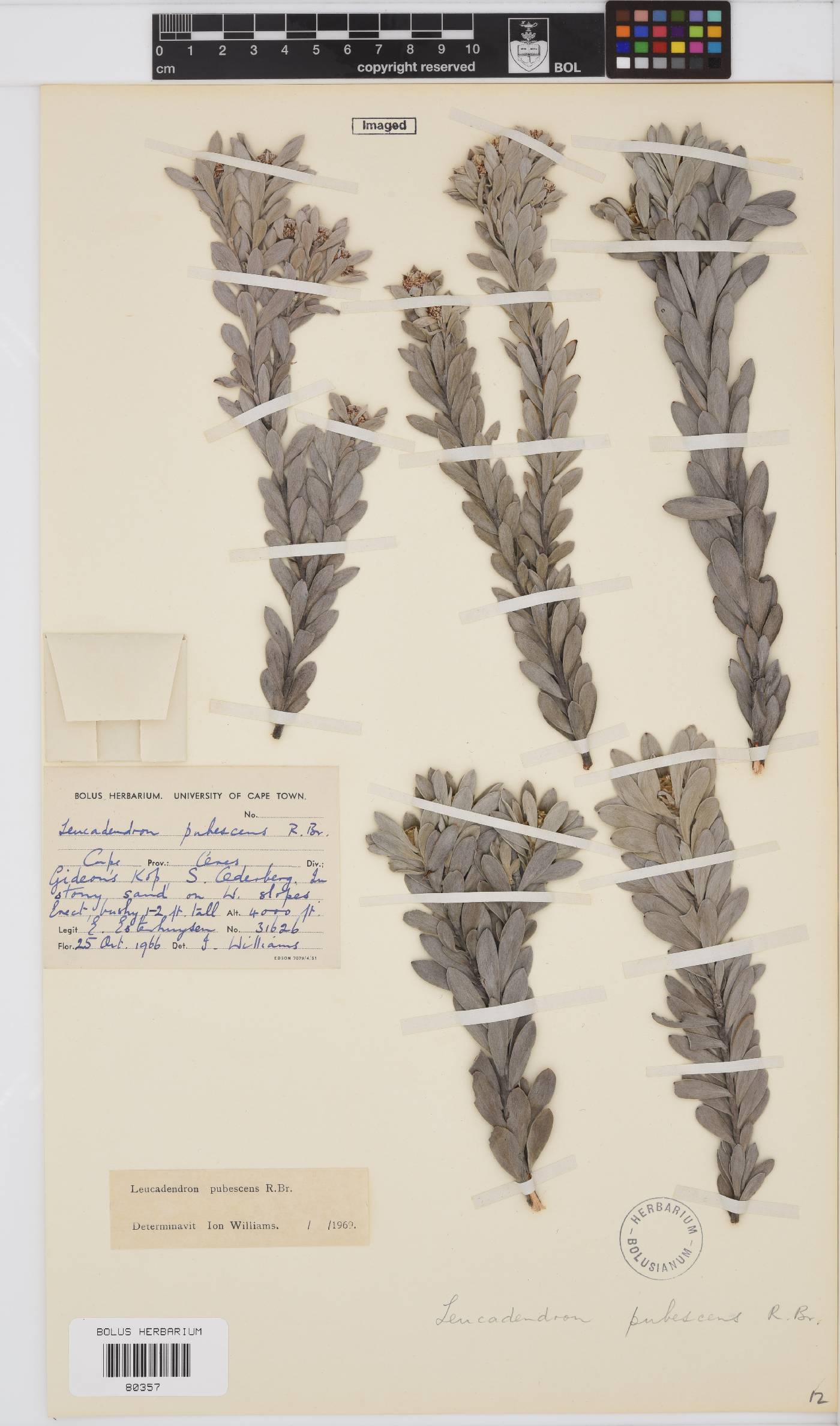 Leucadendron pubescens image